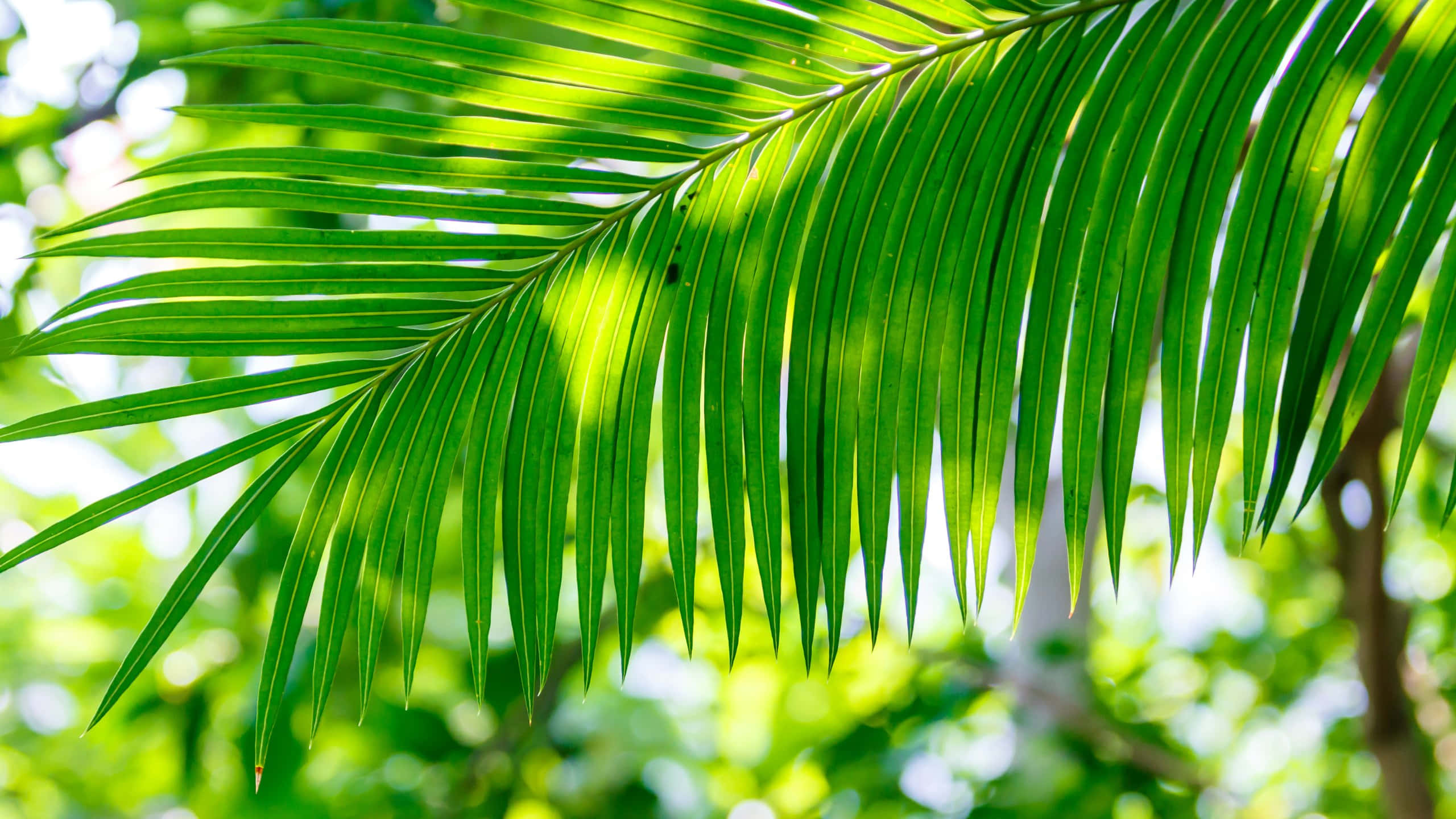 vibrant green, palm frond, dappled sunlight, 2K Desktop Wallpaper