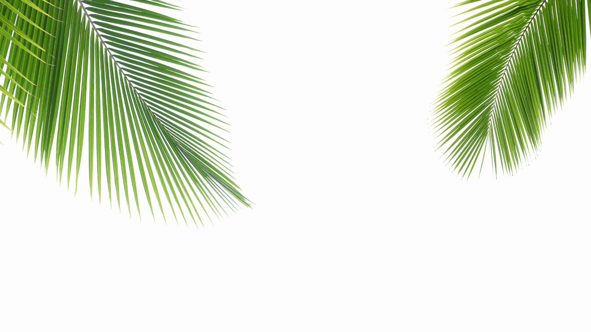 palm frond, vibrant green, stark white background, Full HD Desktop Wallpaper
