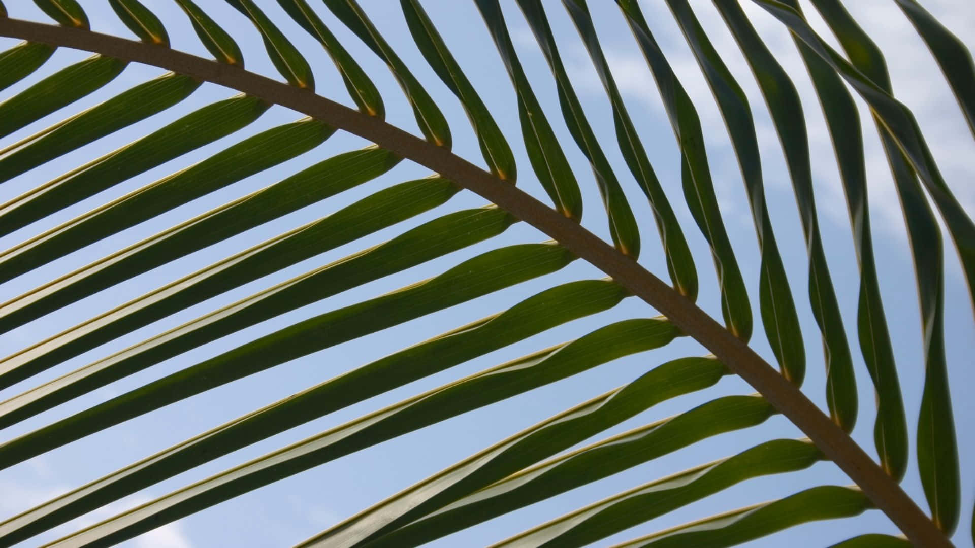 palm frond, long green leaflets, clear blue sky, Full HD Desktop Wallpaper