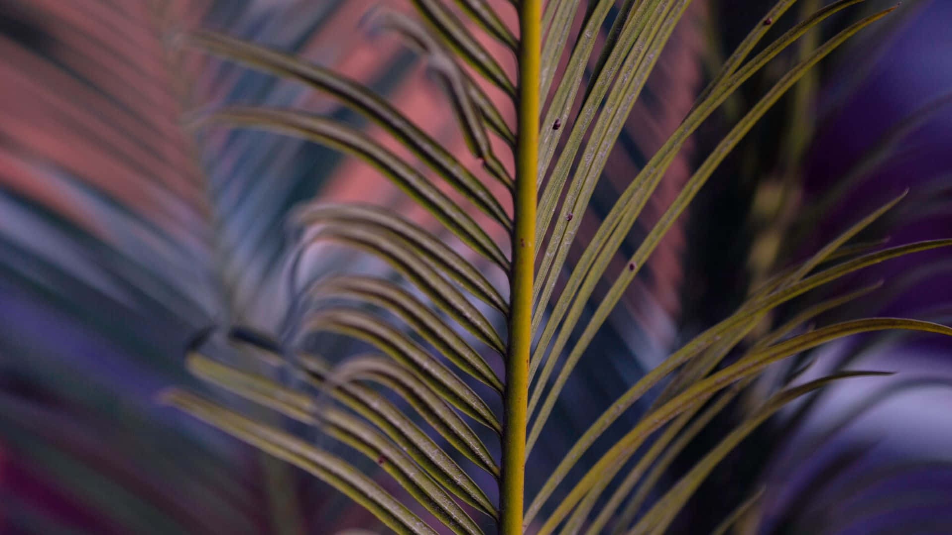 palm frond, yellow-green leaves, blurred pink and purple background, Full HD Desktop Wallpaper