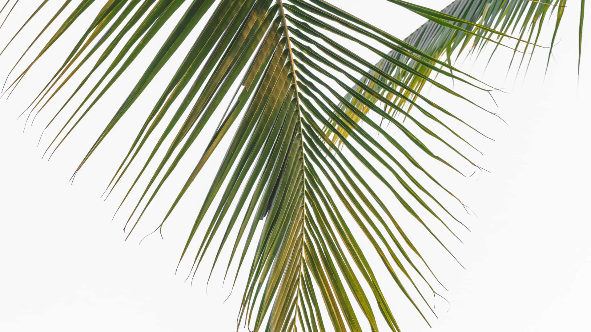palm frond, long slender green leaves, bright white background, Full HD Desktop Wallpaper