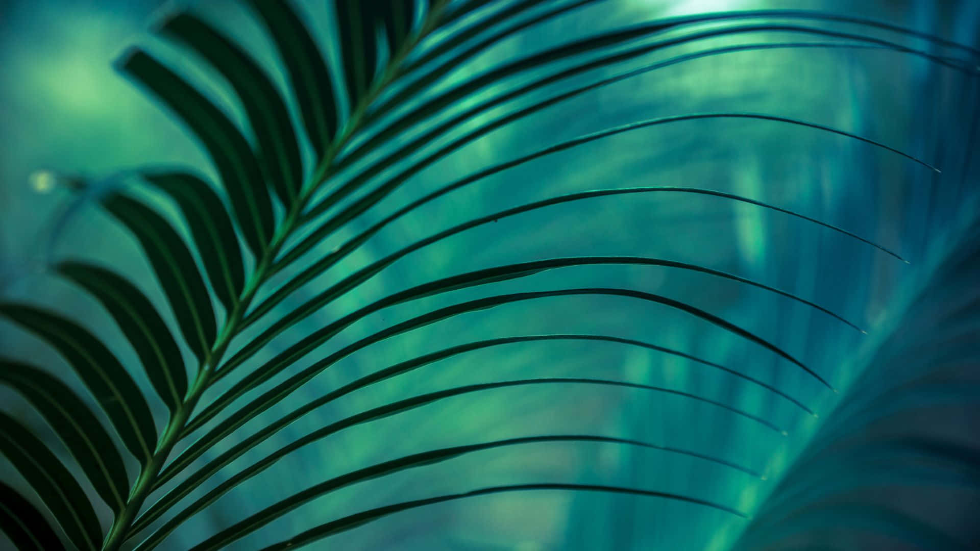 palm frond, dark green, silhouetted, Full HD Desktop Wallpaper