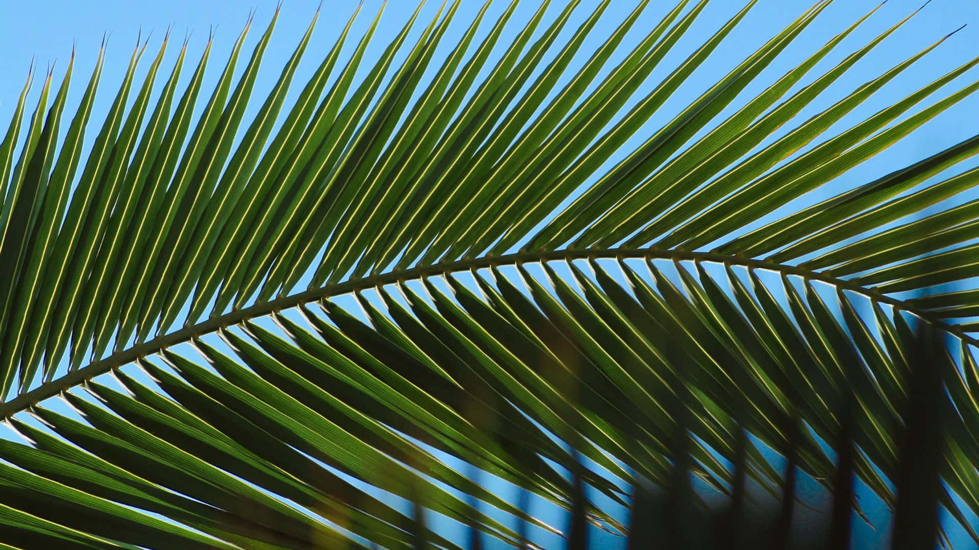 palm frond, sharp green leaves, clear blue sky, Full HD Desktop Wallpaper