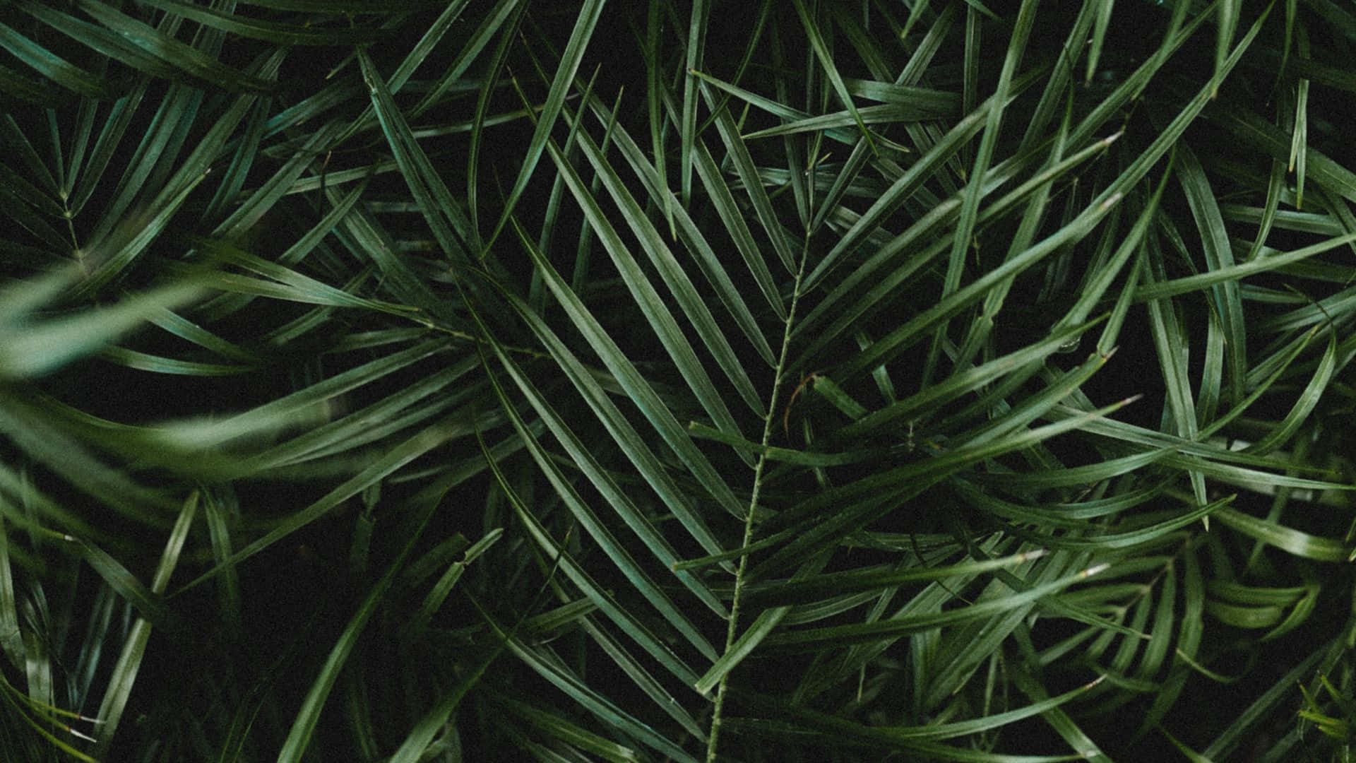 palm frond, dark green, dense textured pattern, Full HD Desktop Wallpaper