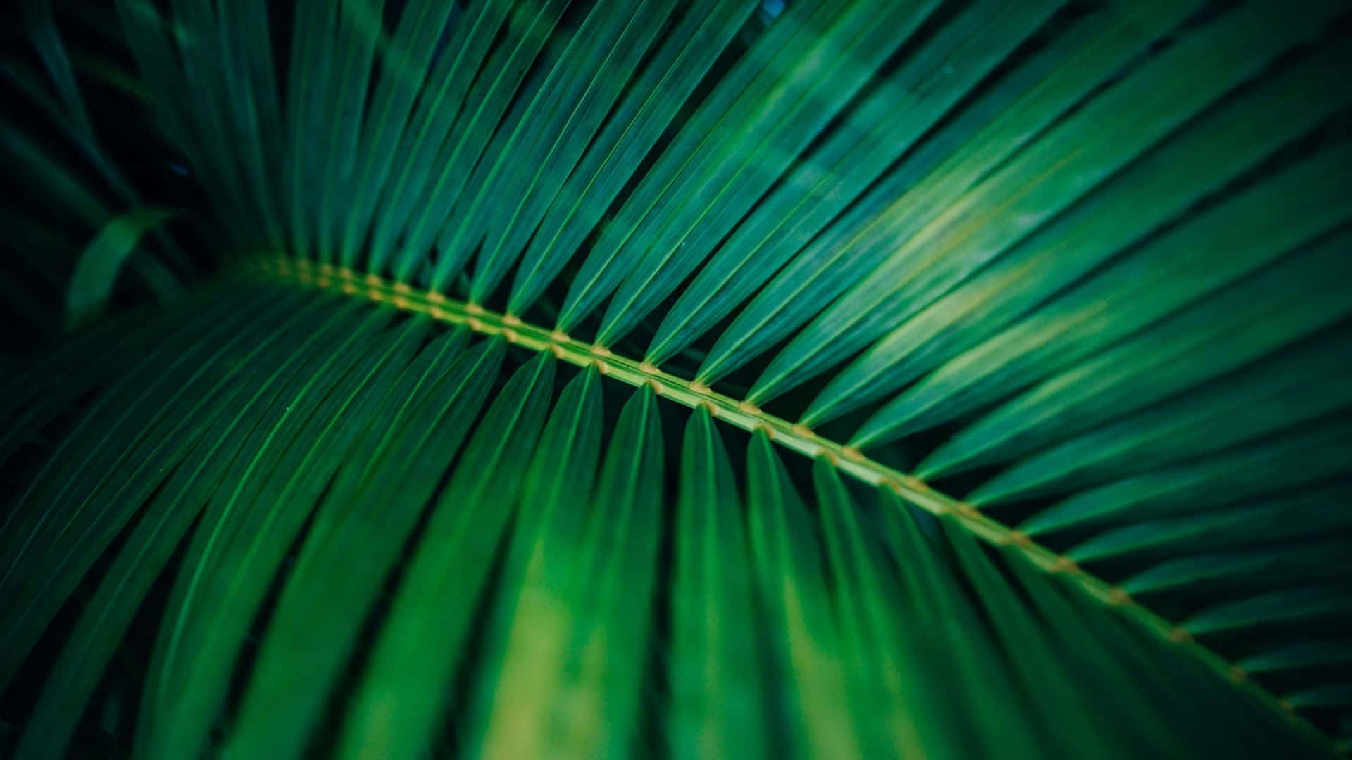 palm leaf, vibrant green, sharp serrated edges, Full HD Desktop Wallpaper