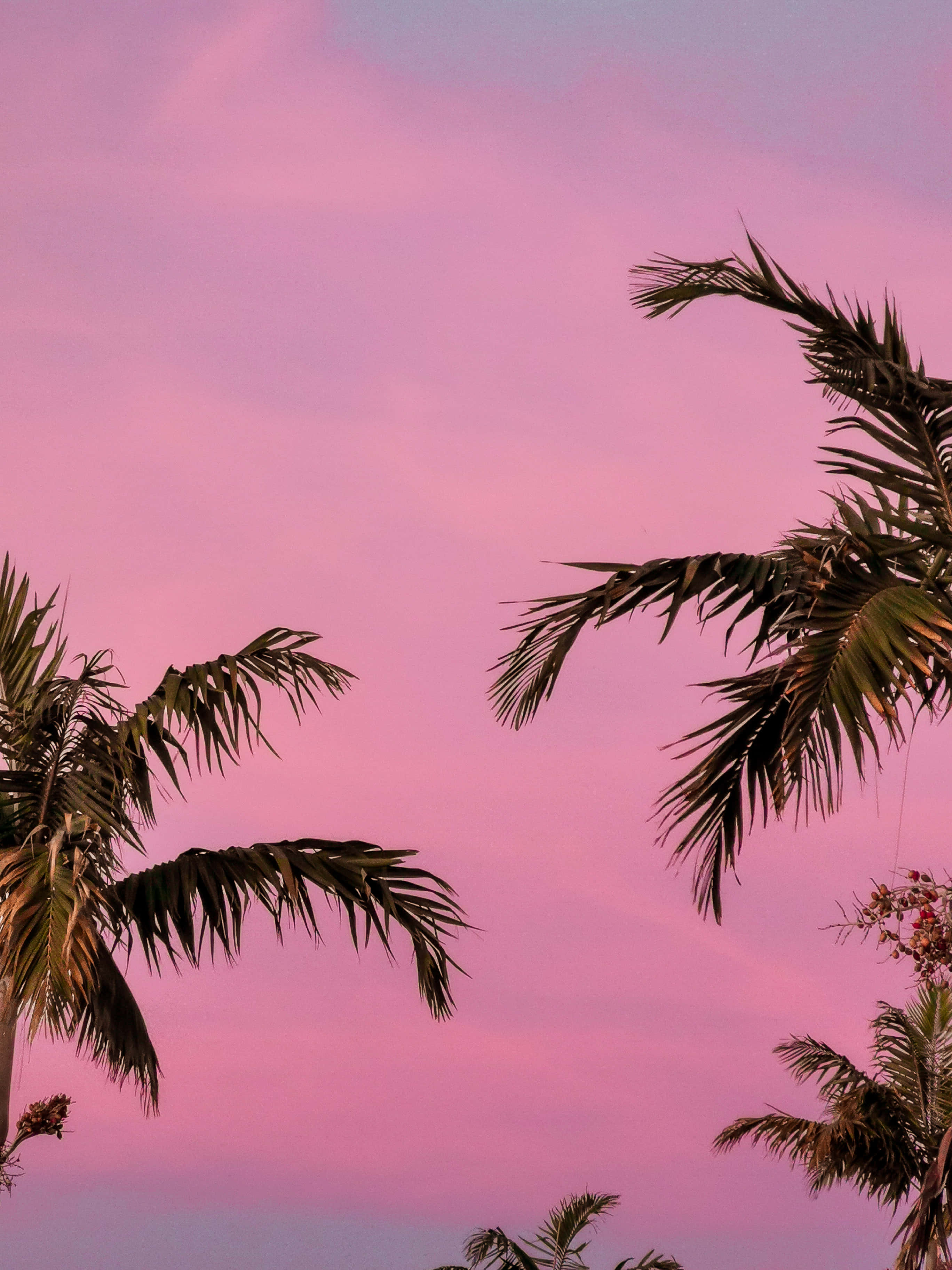 palm fronds, pink and purple twilight sky, silhouetted, 2K Phone Wallpaper