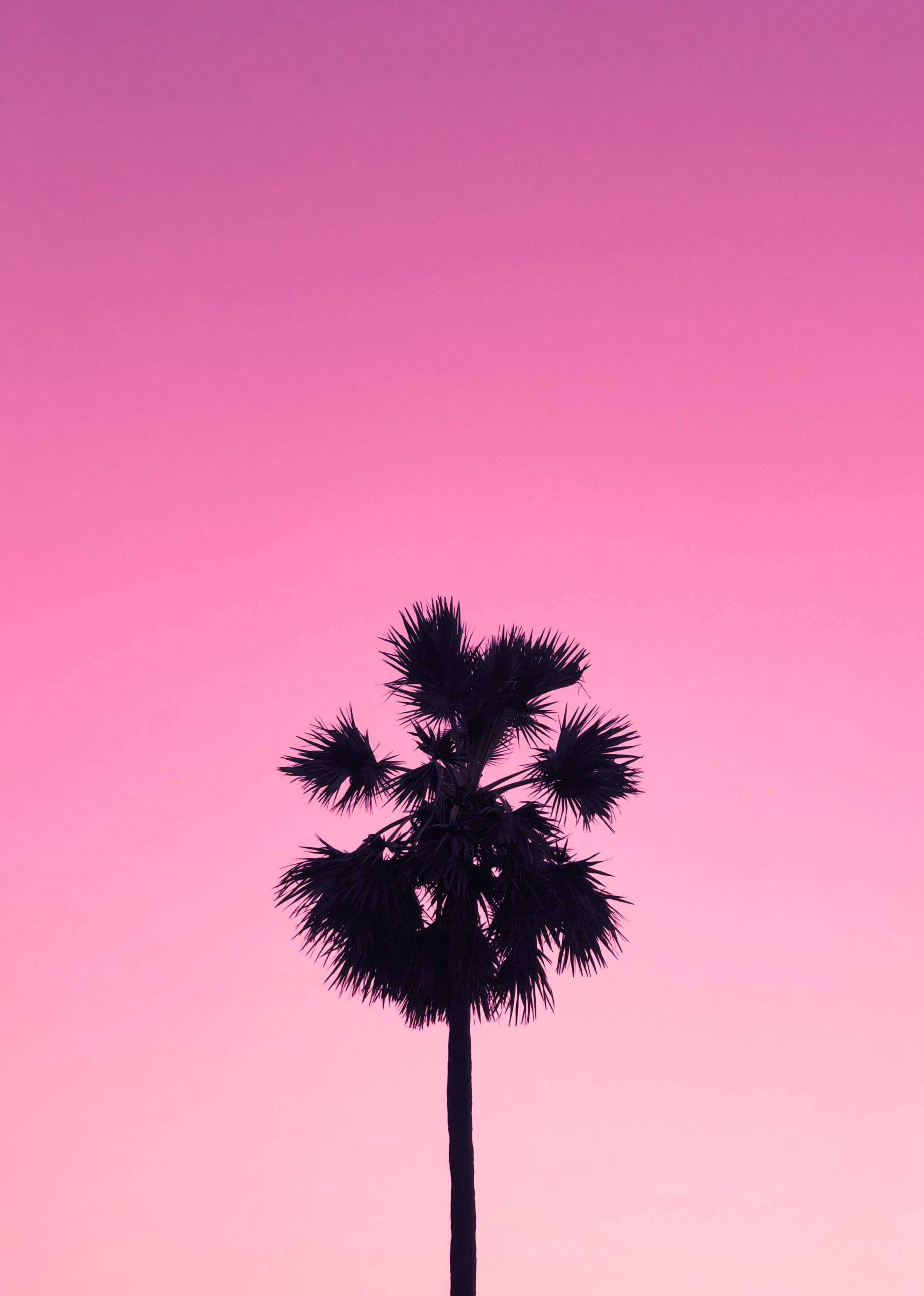 palm tree, pink sky, twilight, 2K Phone Wallpaper