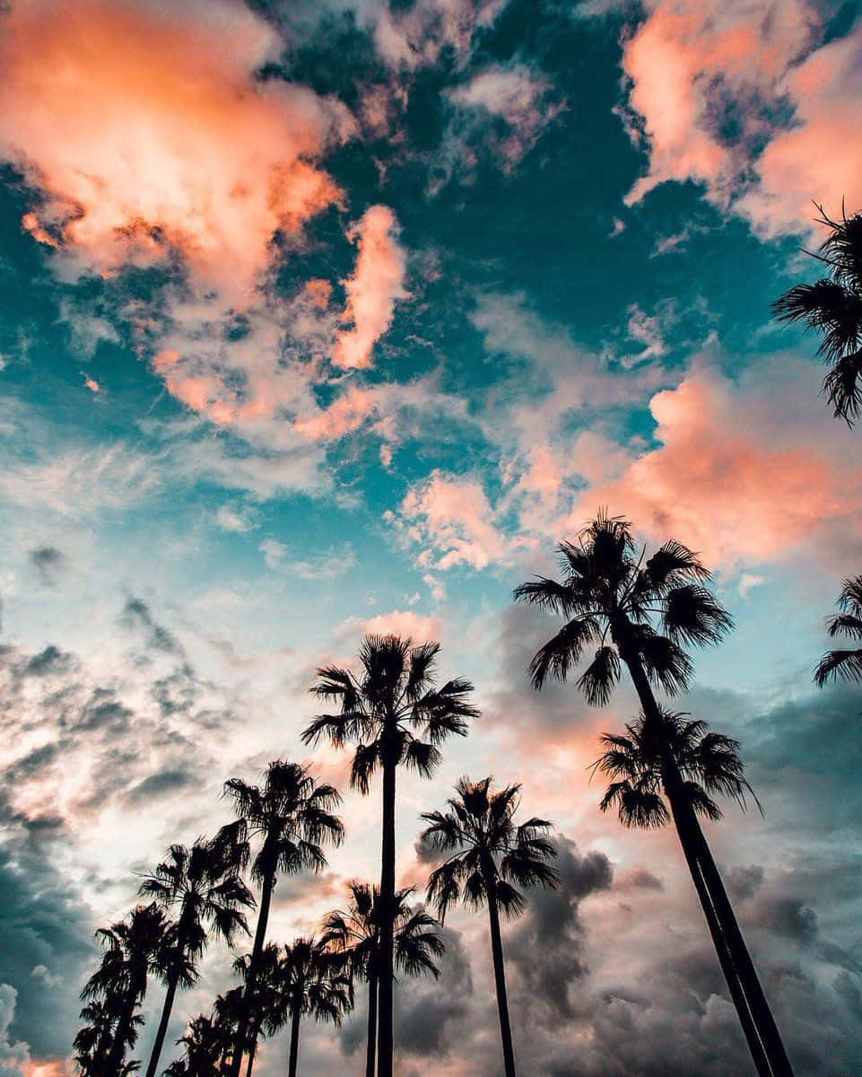 Palm Trees, Summer Clouds, vibrant sky, SD Phone Wallpaper