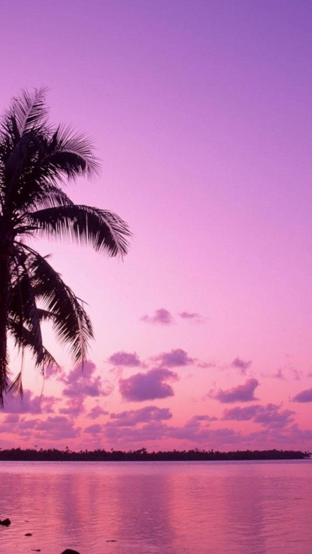 palm tree, purple and pink sunset, calm tropical waters, Full HD Phone Wallpaper
