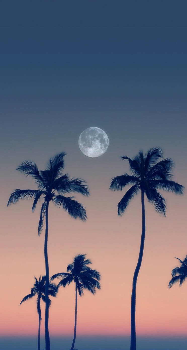 Moon Phone, palm trees, twilight sky, HD Phone Wallpaper