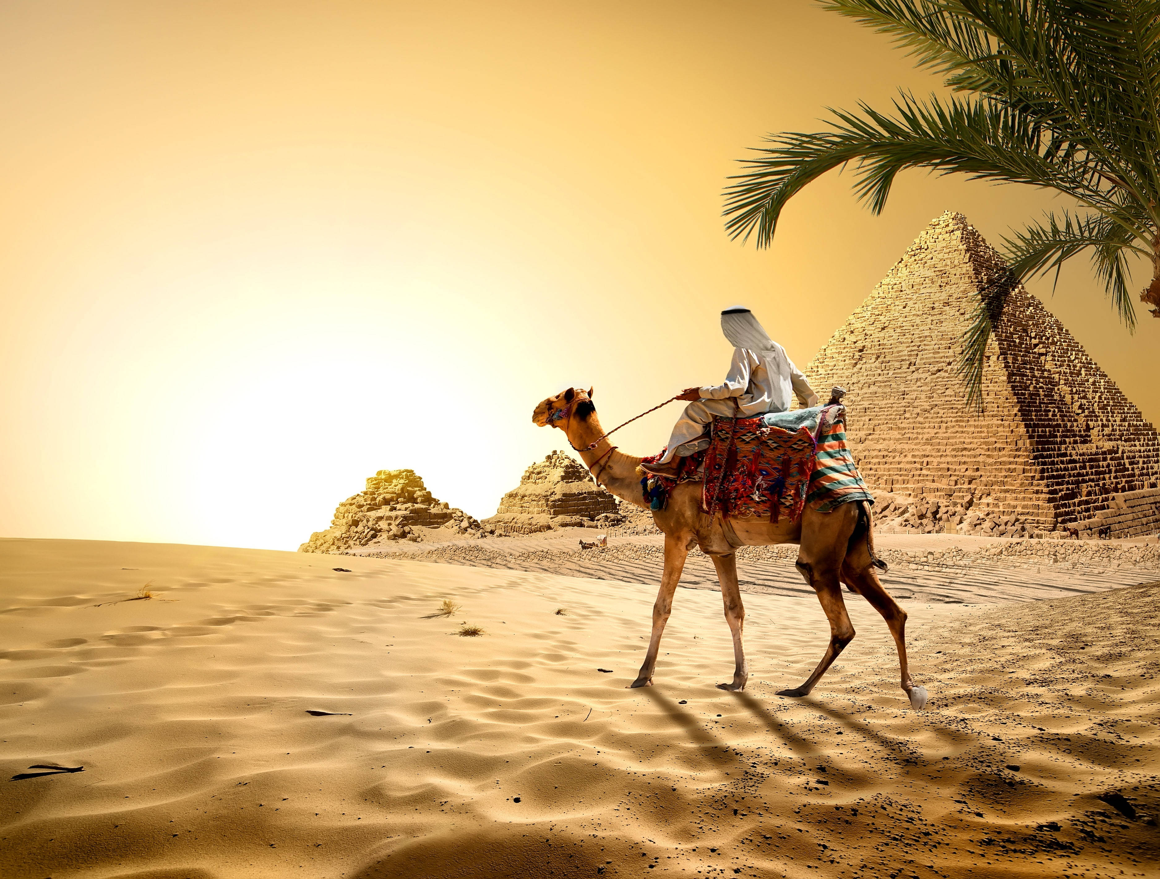 Palm Tree Sunset, camel, pyramids, 2K Desktop Wallpaper