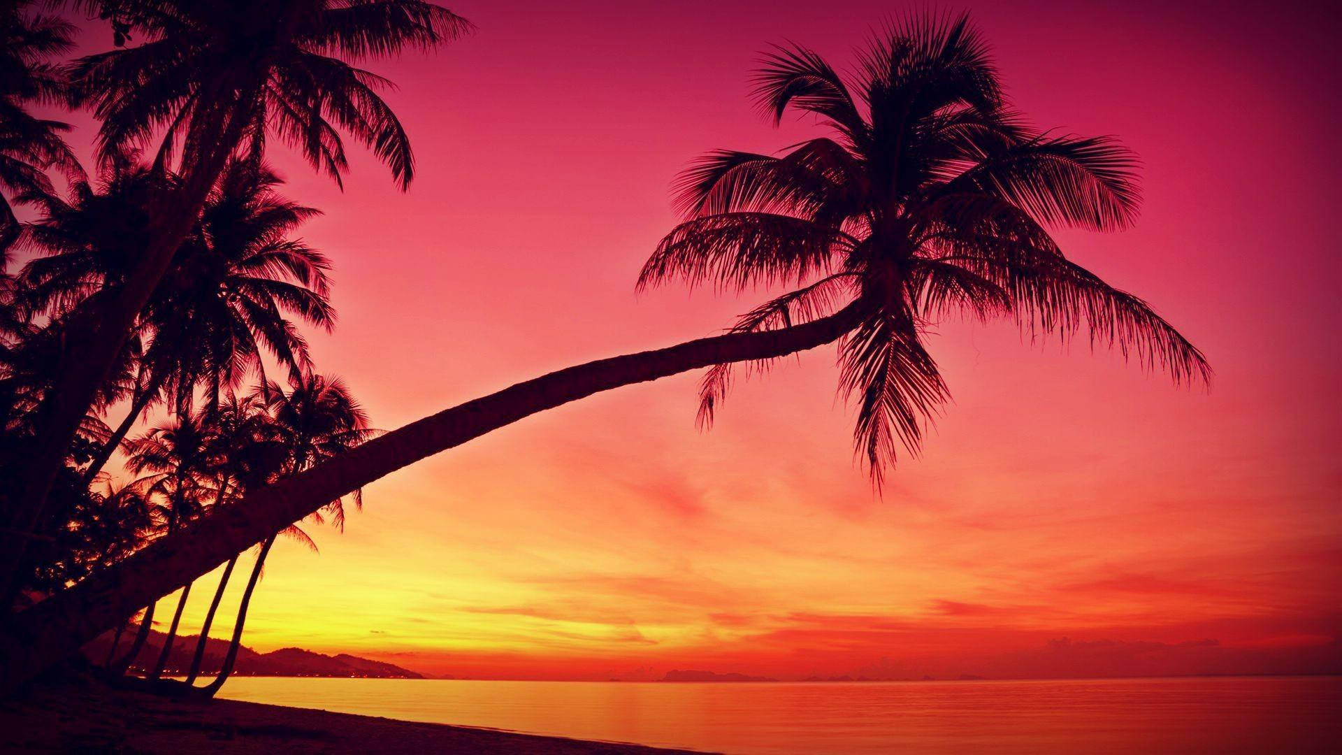 palm trees, beach, fiery sunset, Full HD Desktop Wallpaper