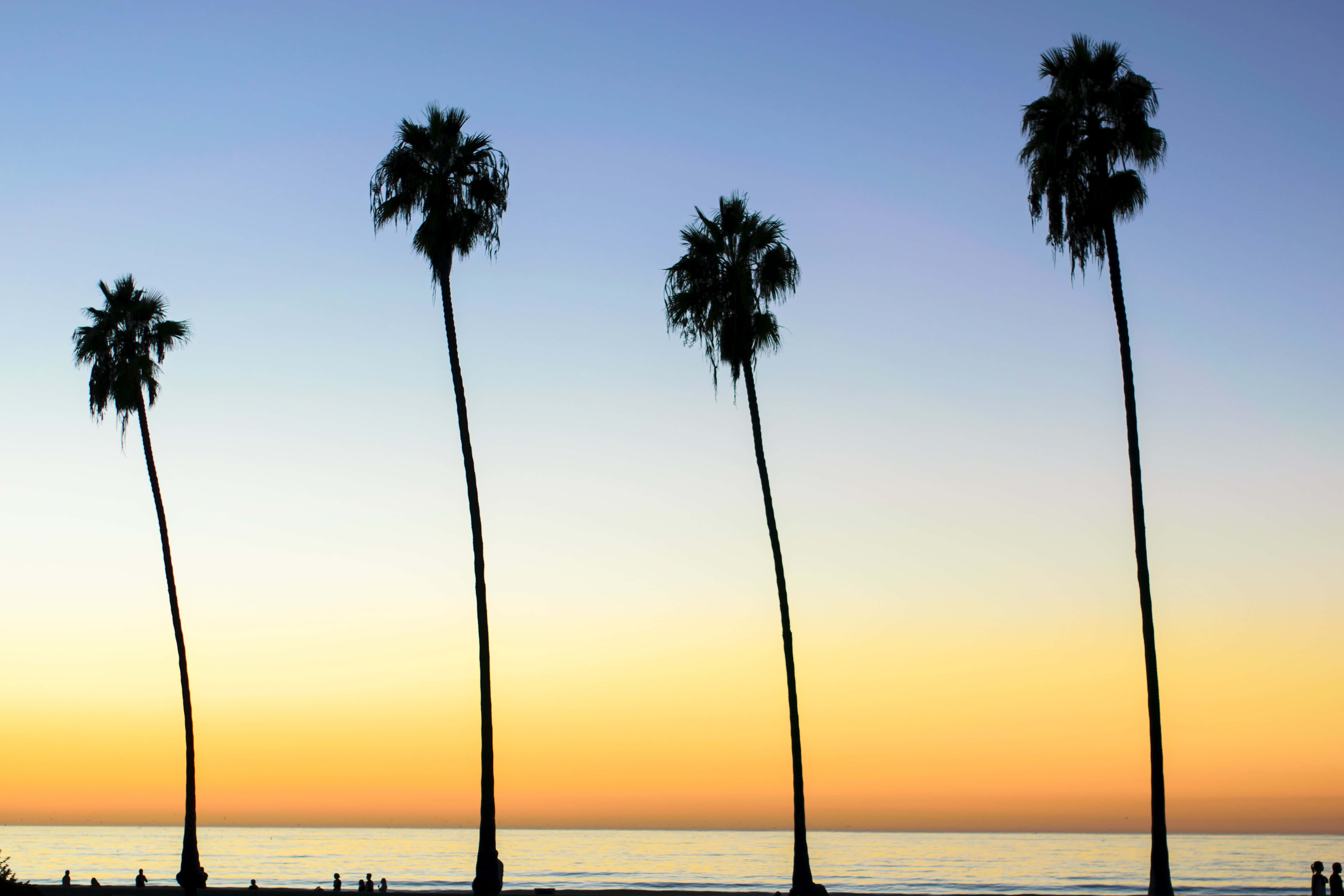 four leaning trees, palm trees, sunset sky, 5K Desktop Wallpaper