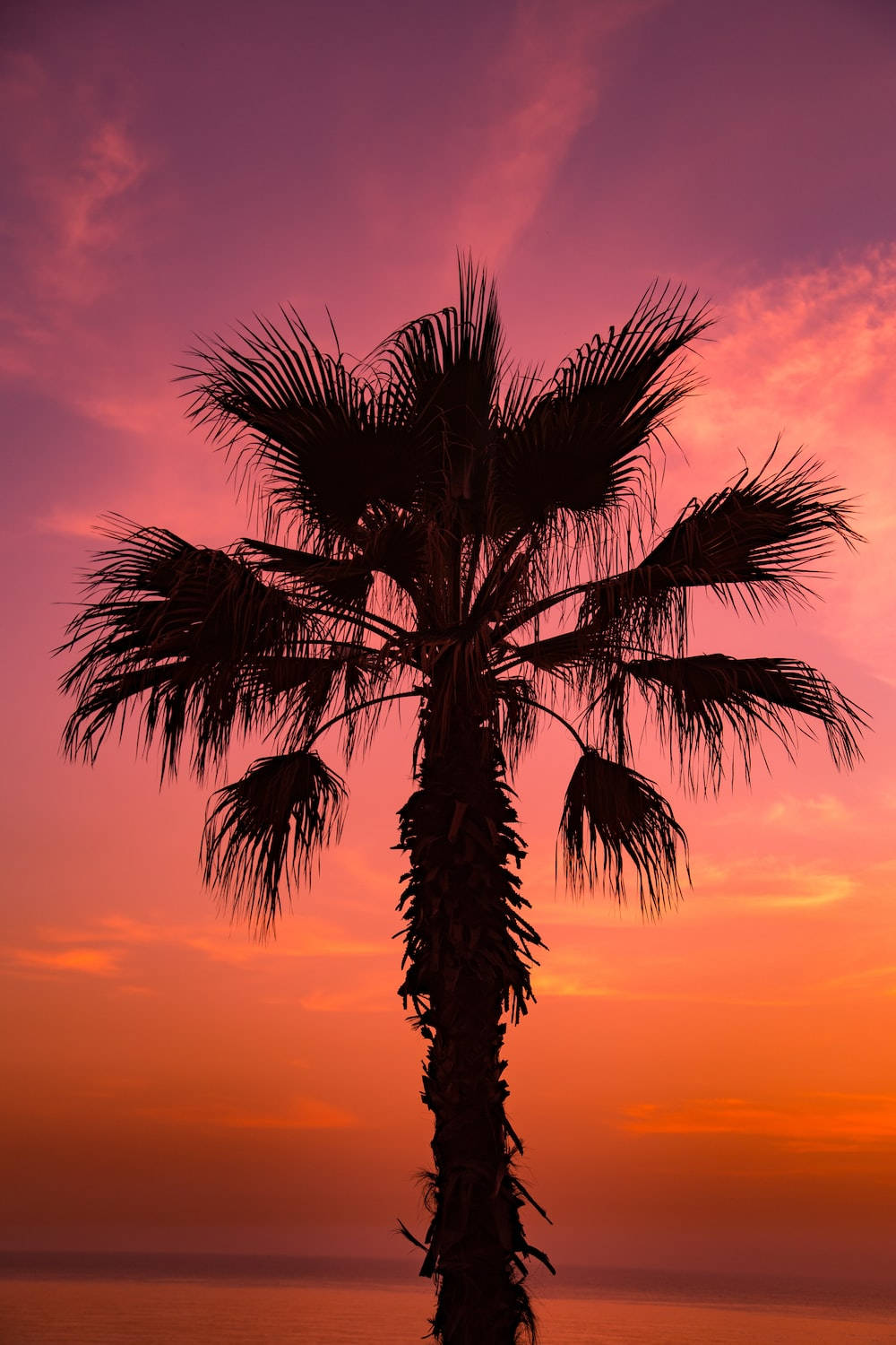 palm tree, fiery sunset sky, gradient hues of orange pink and purple, HD Phone Wallpaper