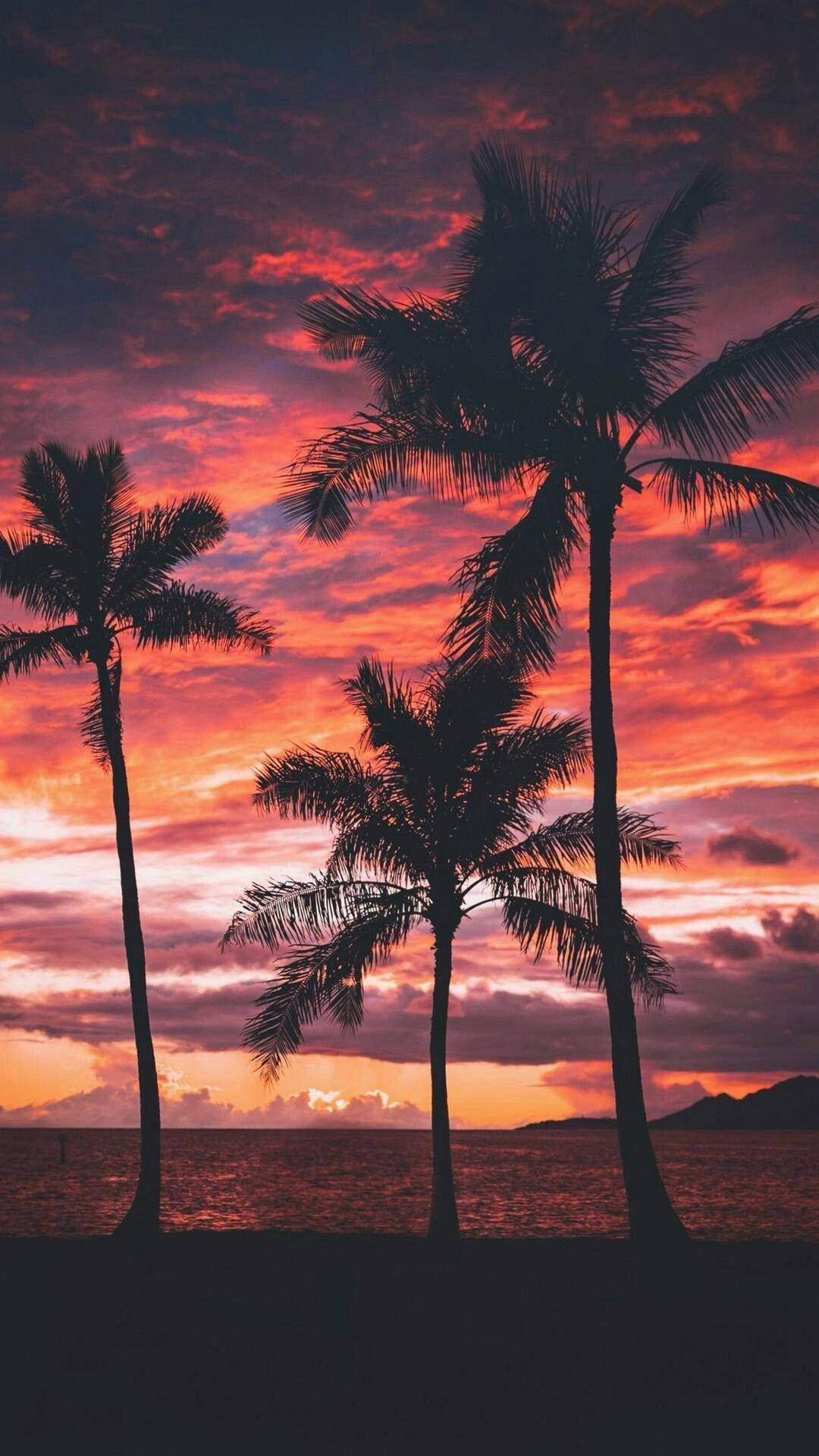 palm trees, fiery sunset sky, calm ocean waters, Full HD Phone Wallpaper