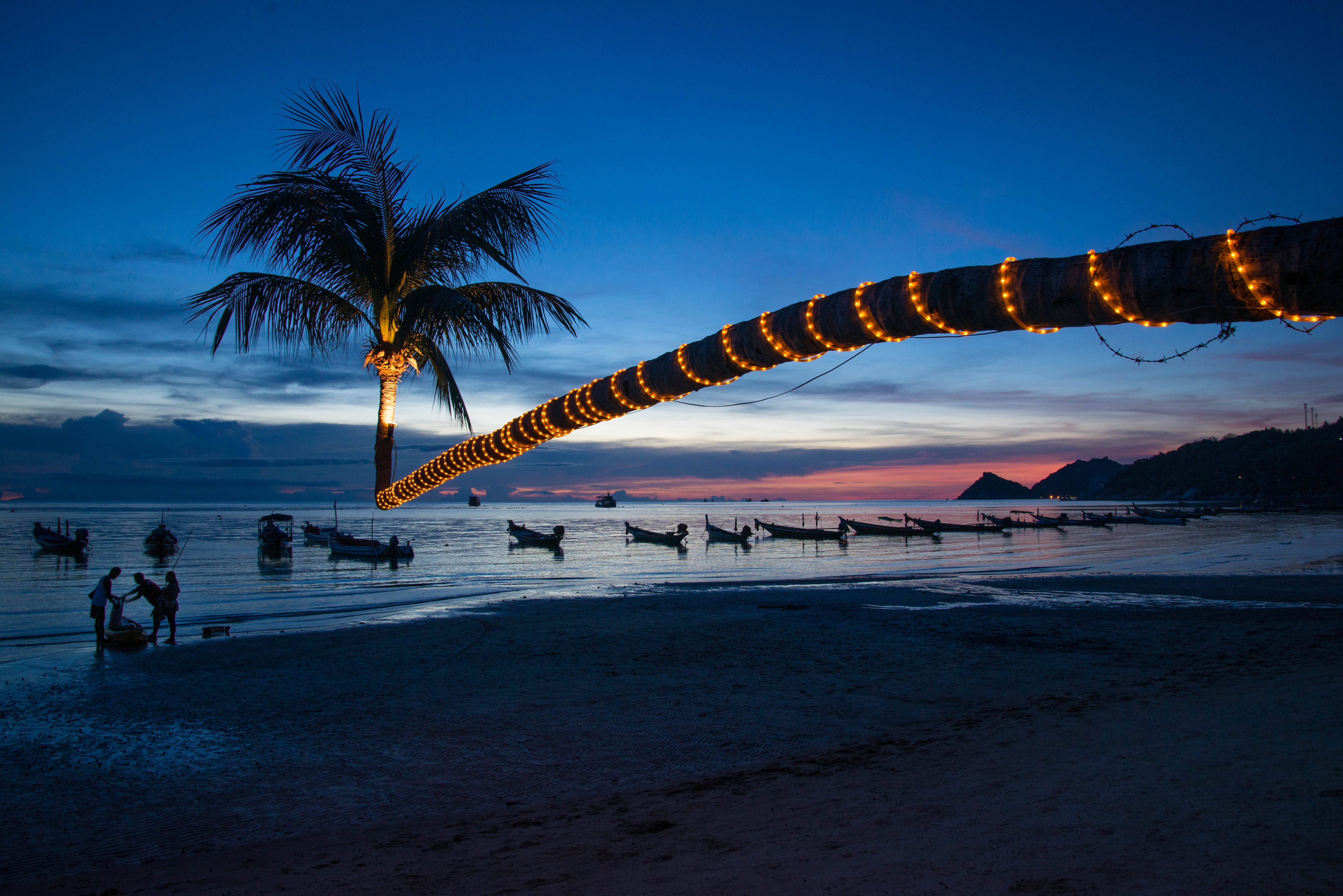 Palm Tree Sunset Lights, glowing string lights, tranquil beach, 5K Desktop Wallpaper
