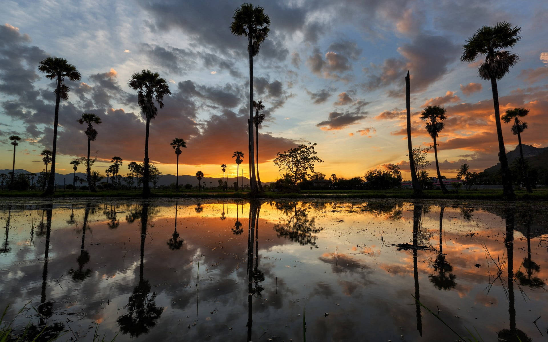 sugar palm tree, sunset, calm water, Full HD Desktop Wallpaper