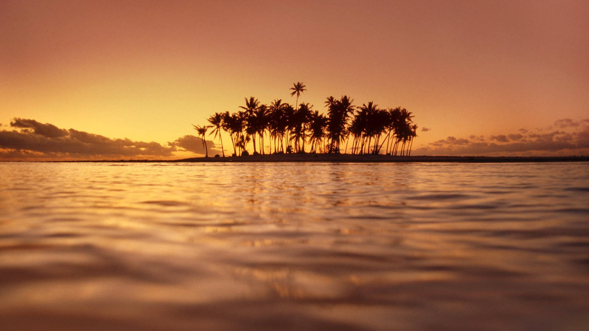 Palm Tree Sunset, tropical island, fiery orange sunset, Full HD Desktop Wallpaper