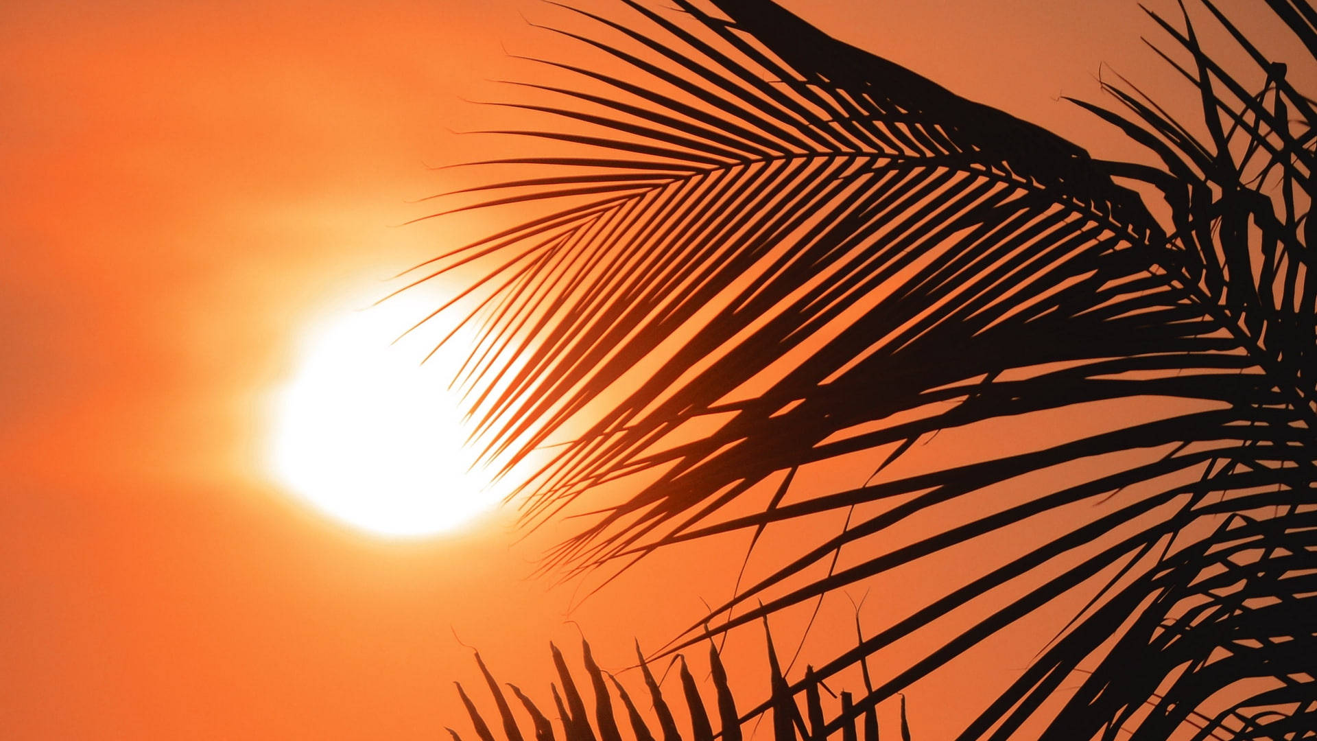 Palm Tree Sunset, silhouetted palm fronds, radiant sun, Full HD Desktop Wallpaper