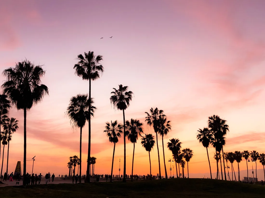 Palm Tree