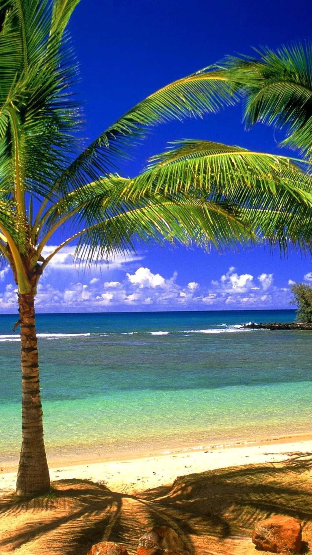 Beach Phone, palm tree, sandy beach, Full HD Phone Wallpaper