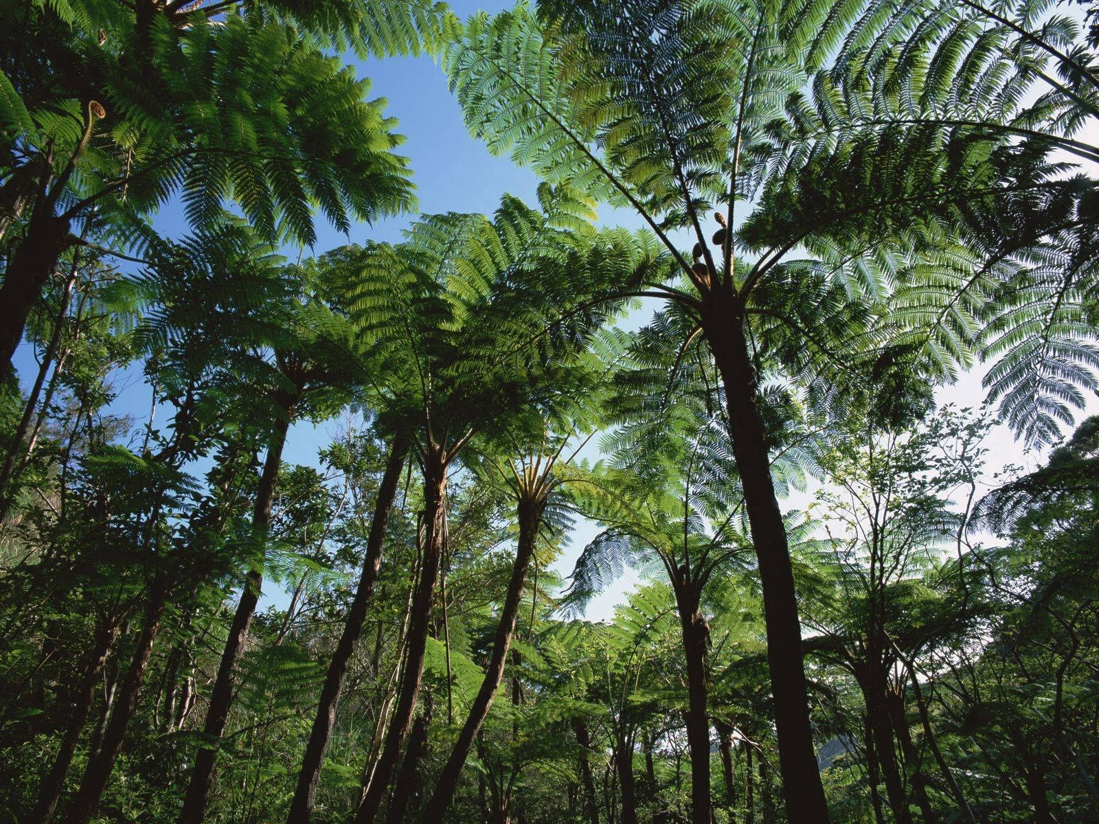 Palm Tree, Tropical Forest, Lush Green Fronds, HD Desktop Wallpaper