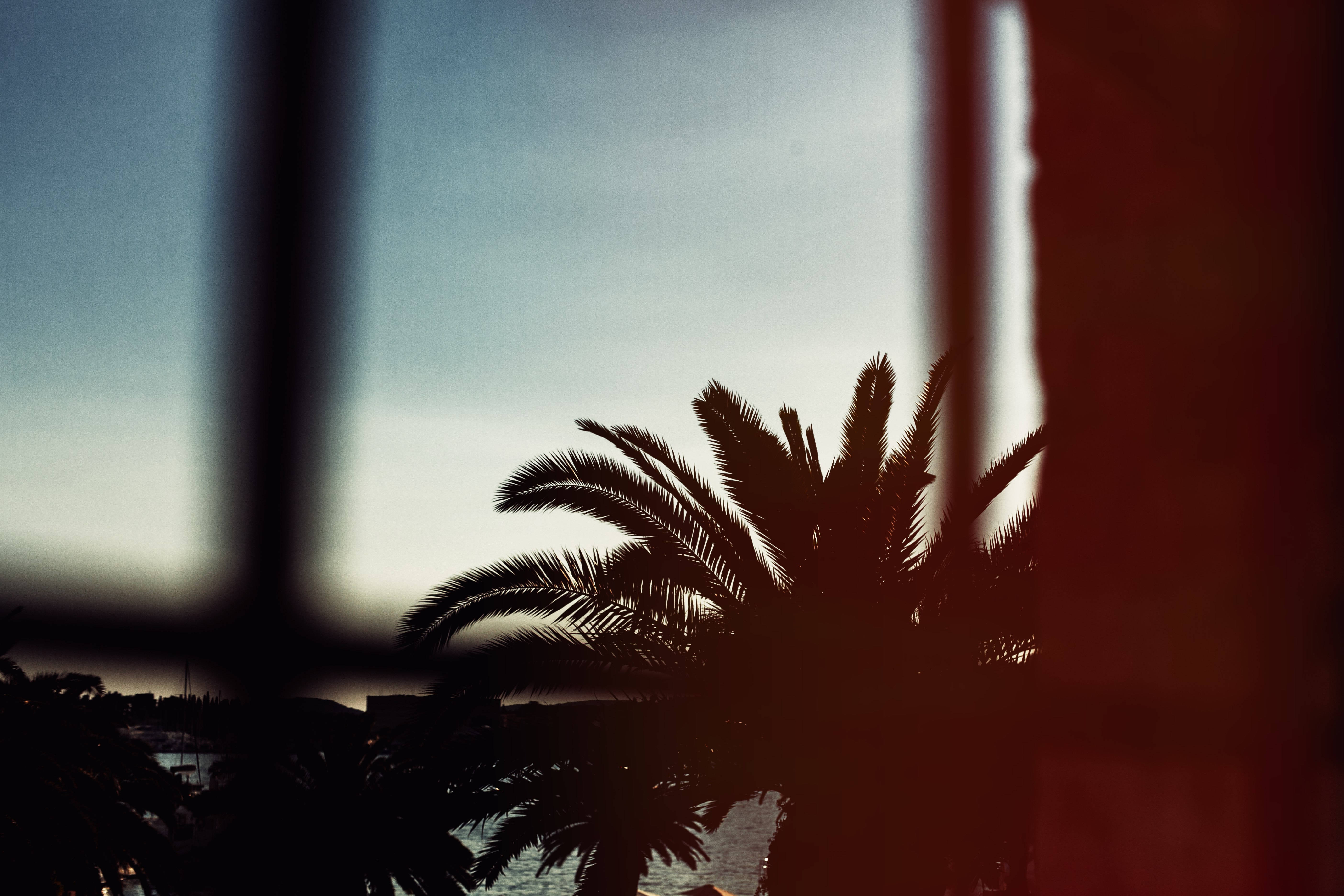 palm tree, window bars, twilight sky, 5K Desktop Wallpaper