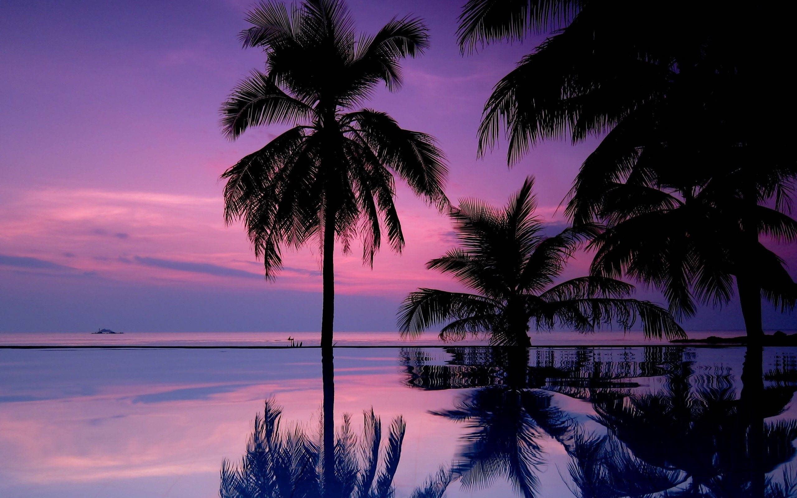 rose sky, palm trees, calm waters, 2K Desktop Wallpaper