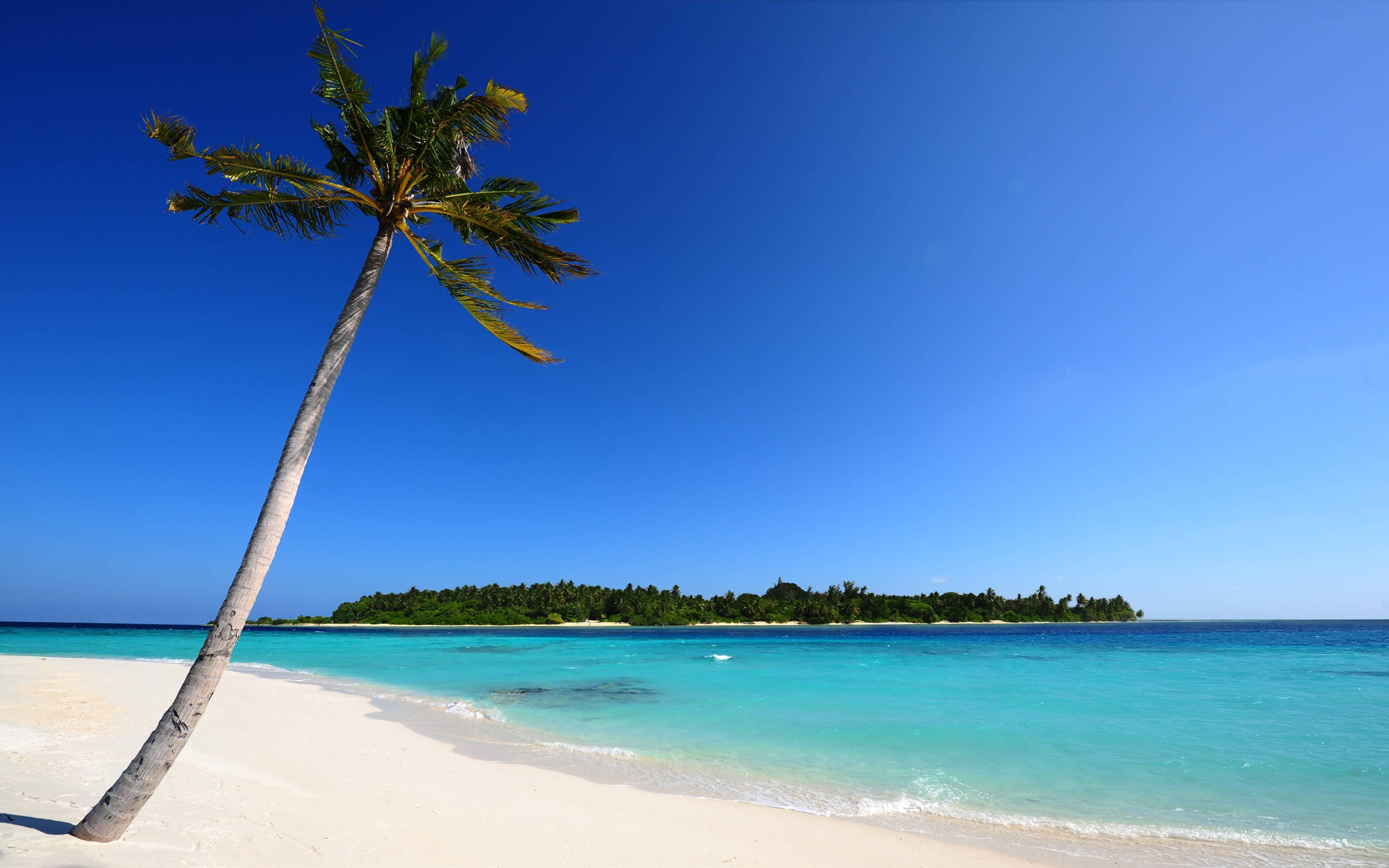 palm tree, white sand, turquoise waters, 2K Desktop Wallpaper