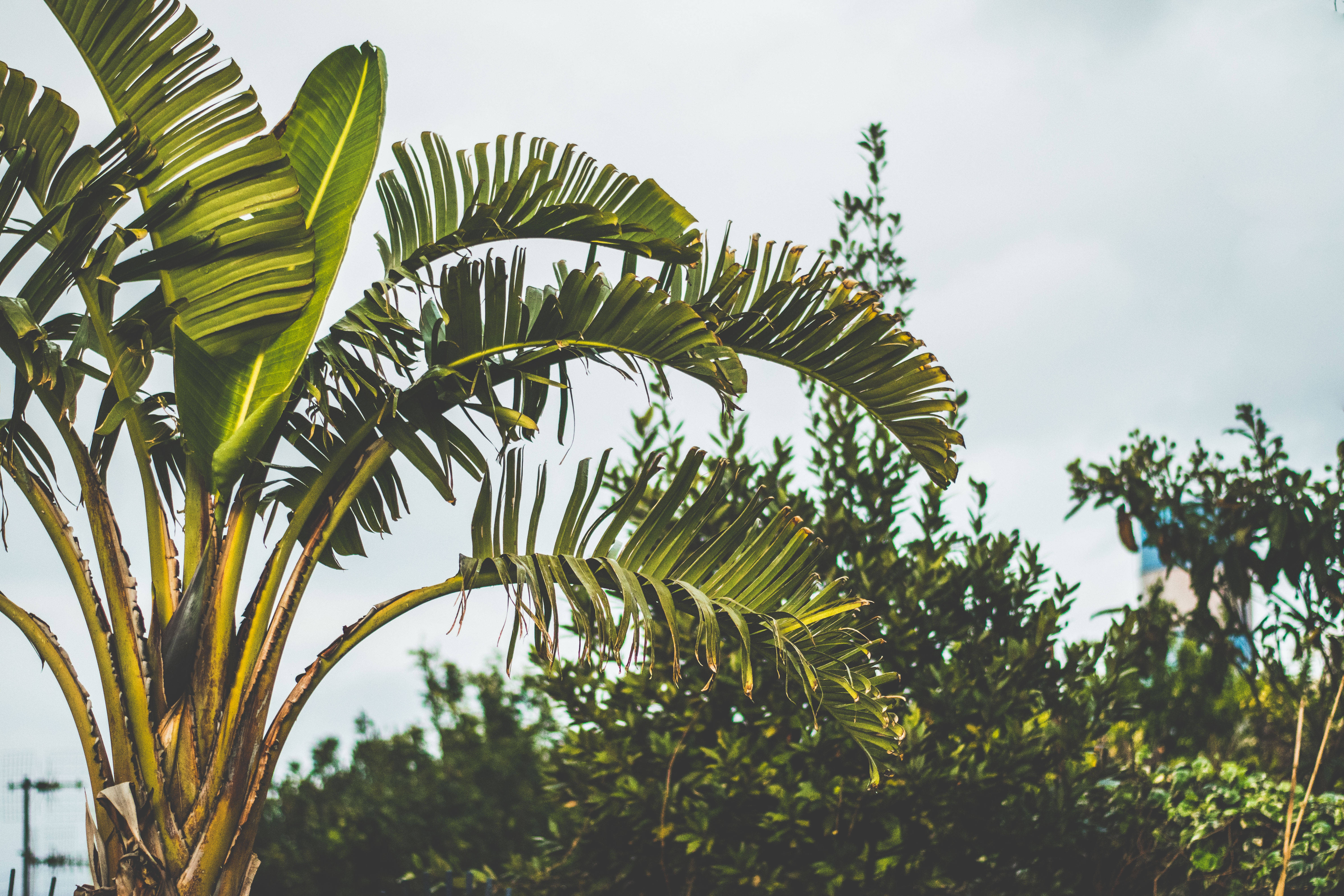 triangle palm tree, banana plant, broad green leaves, 5K Desktop Wallpaper