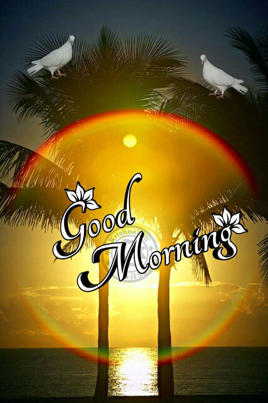 morning palm trees silhouette, white doves, palm fronds, HD Phone Wallpaper