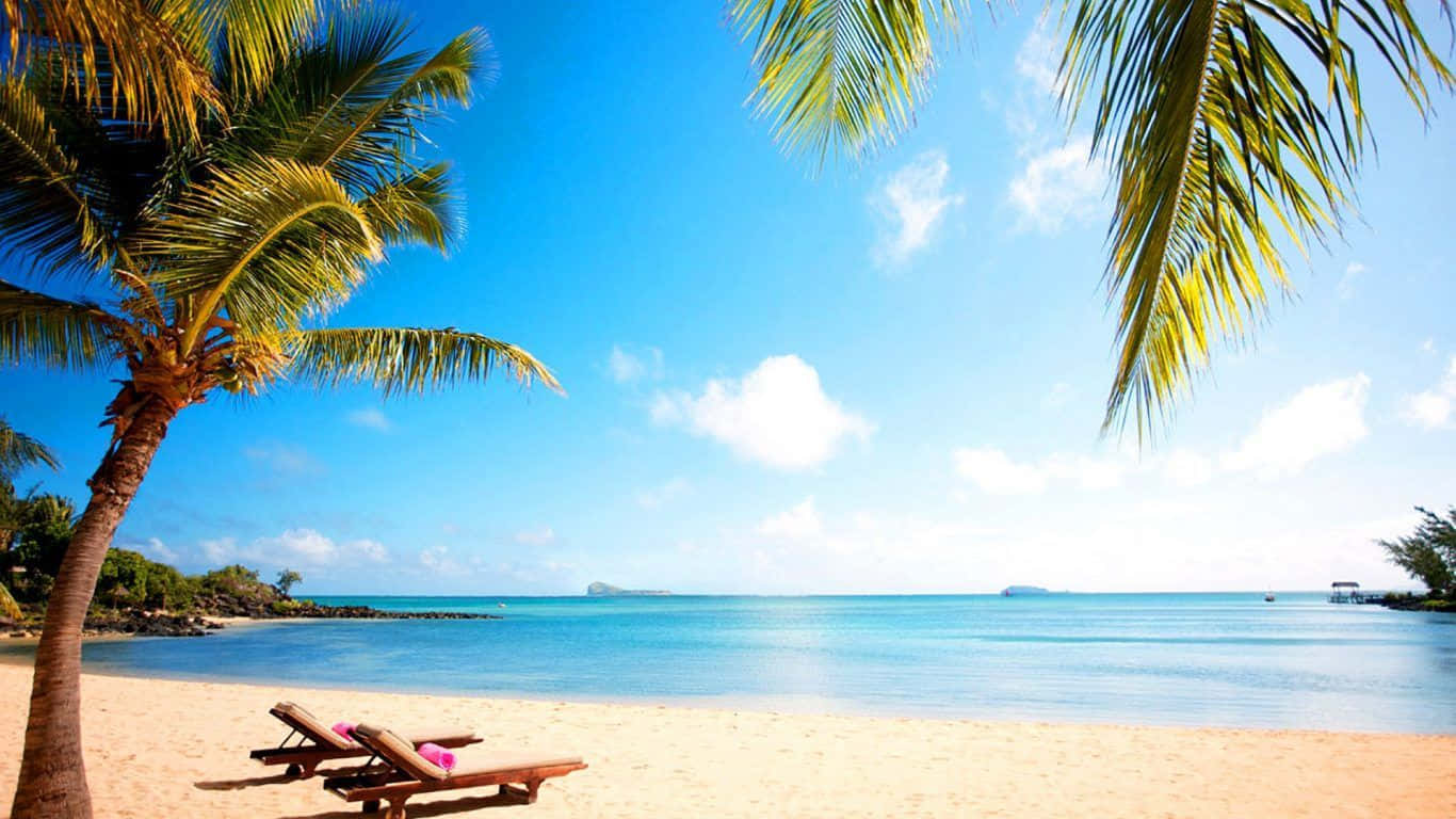 palm trees, turquoise waters, sun loungers, HD Desktop Wallpaper
