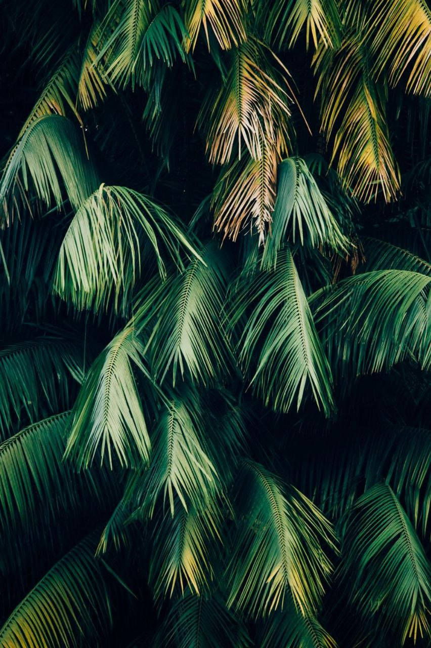 Palm Tree, iPhone 7, deep green, HD Phone Wallpaper