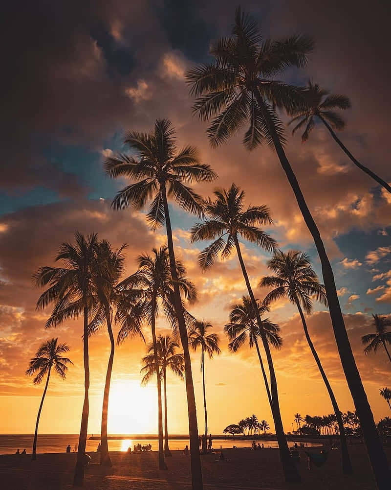 palm tree, fiery sunset sky, tranquil beach, SD Phone Wallpaper