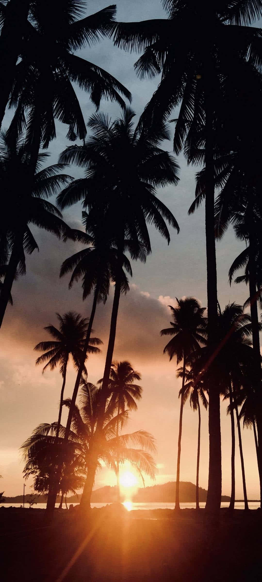 sunset, palm tree, tropical beach, Full HD Phone Wallpaper