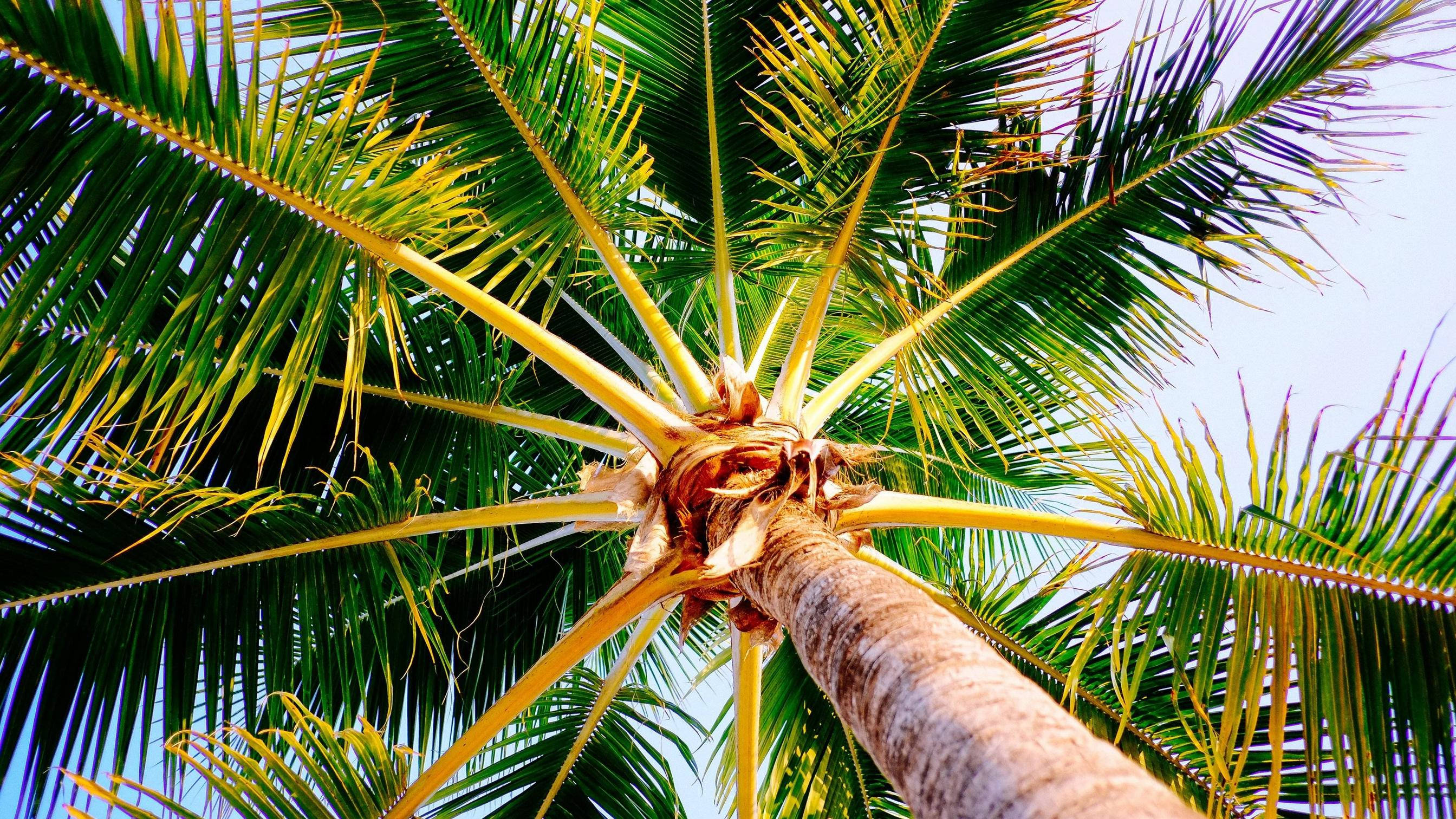 palm tree, trunk, fronds, 2K Desktop Wallpaper