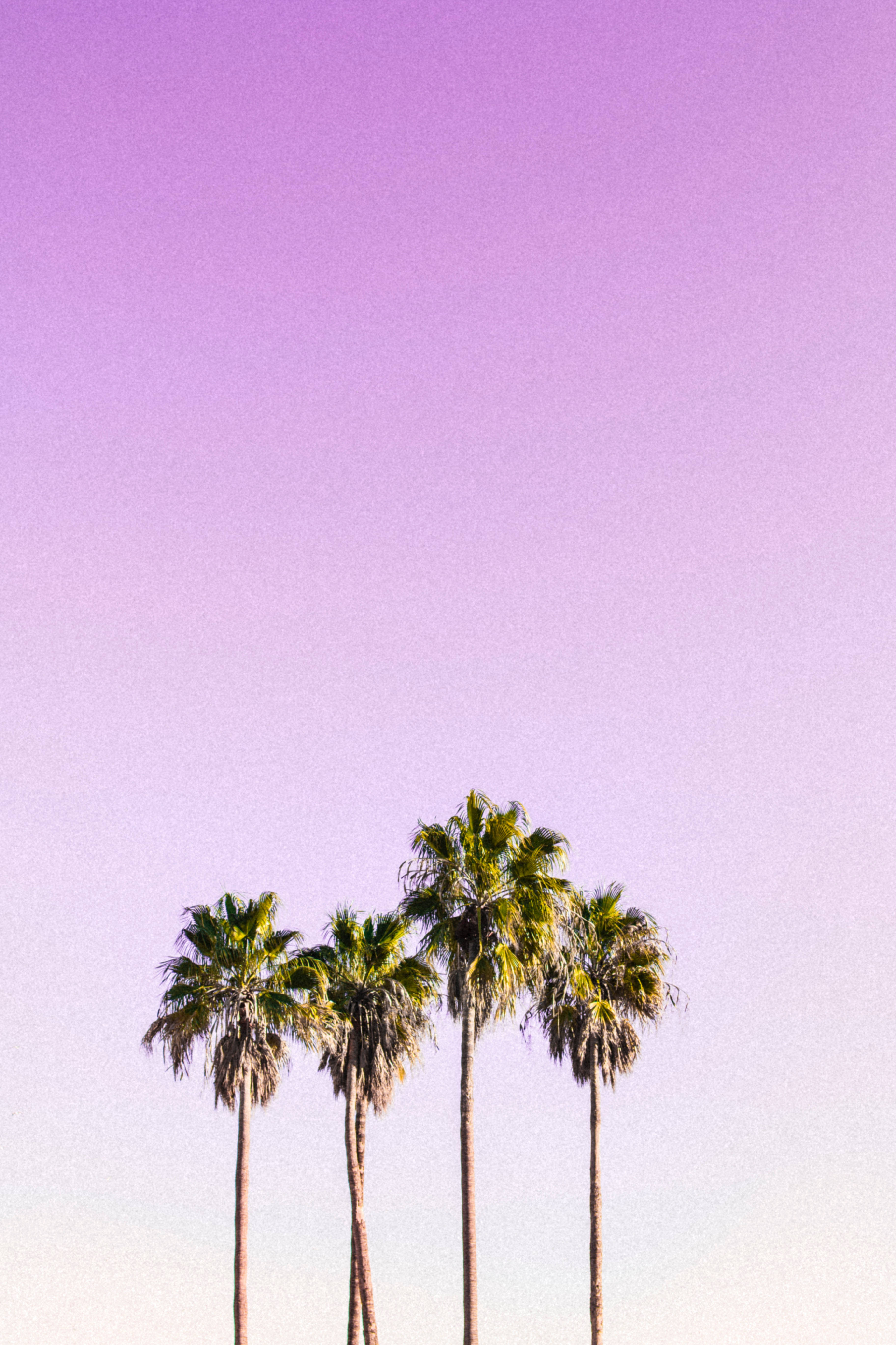 pastel 4k palm trees, palm trees, purple and pink sky, 5K Phone Wallpaper