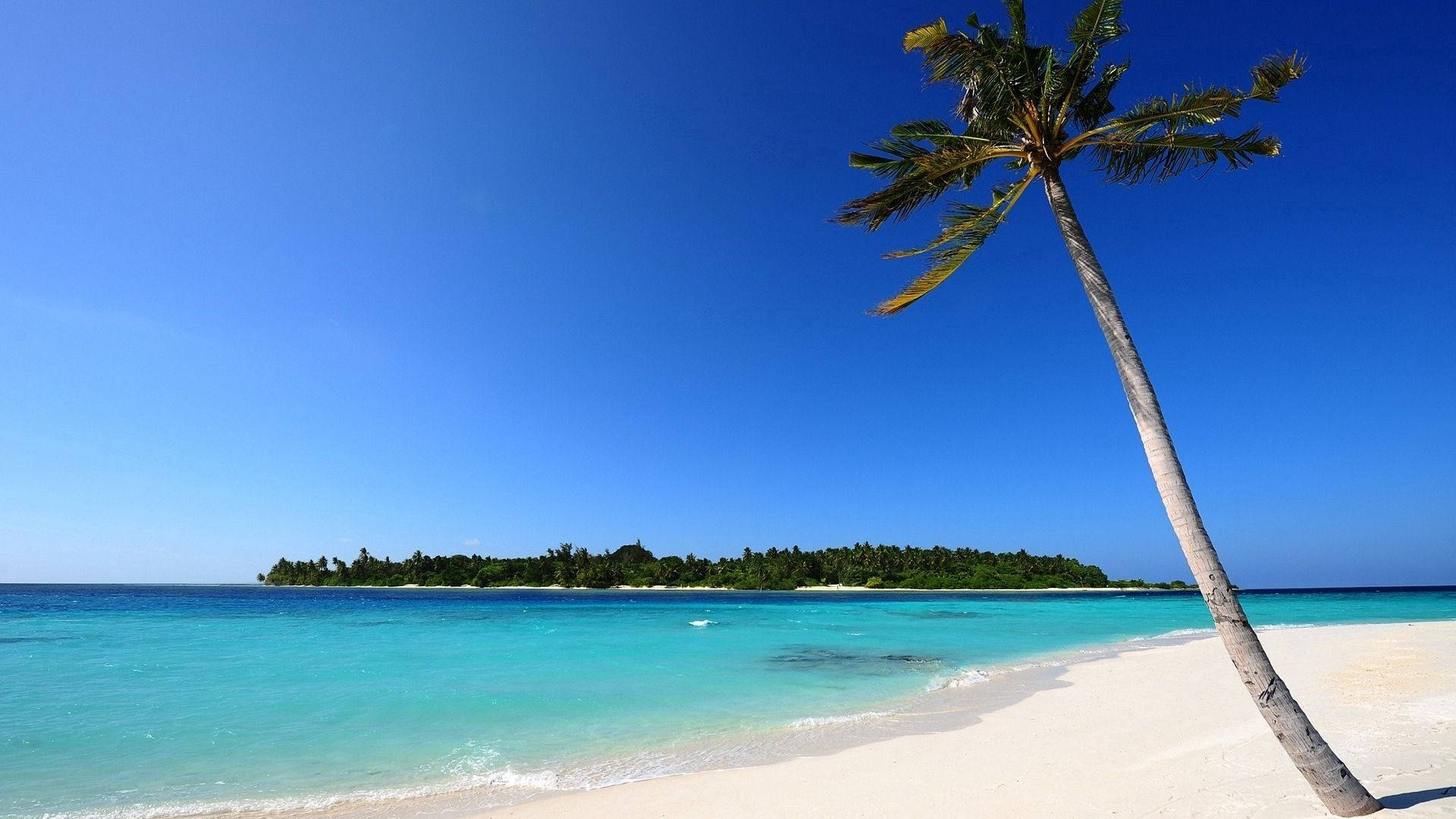 white sand beach, palm trees, turquoise waters, Full HD Desktop Wallpaper