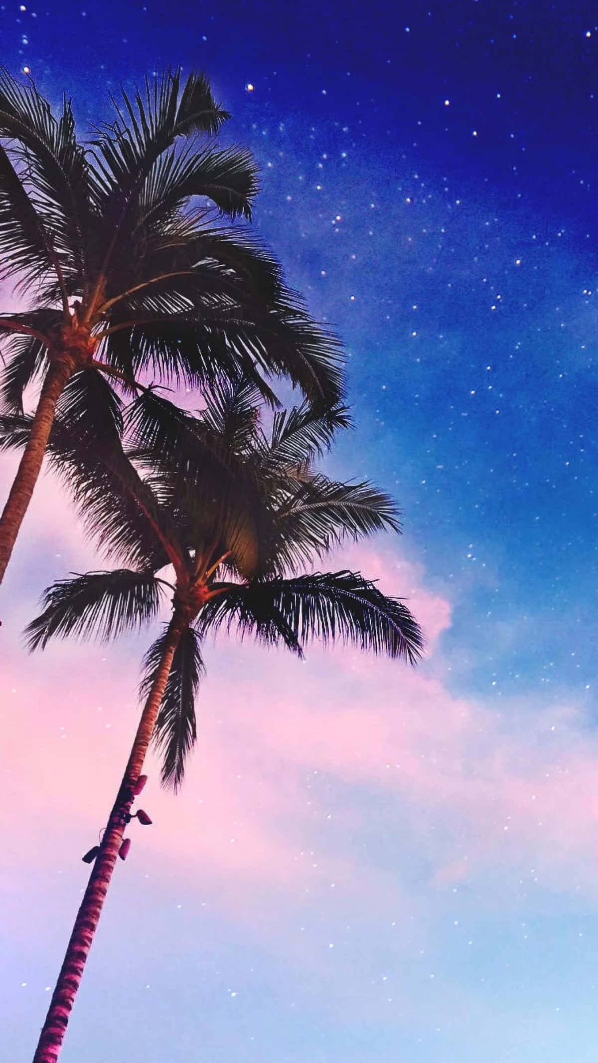 palm tree, iPhone, twilight sky, Full HD Phone Wallpaper