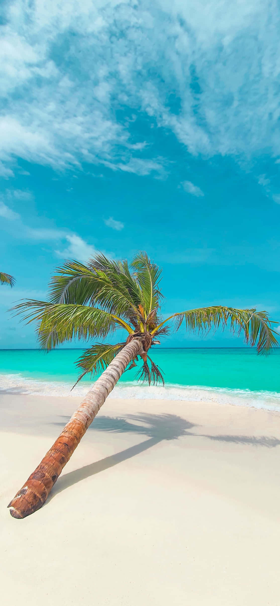 leaning palm trees, beach, turquoise waters, Full HD Phone Wallpaper