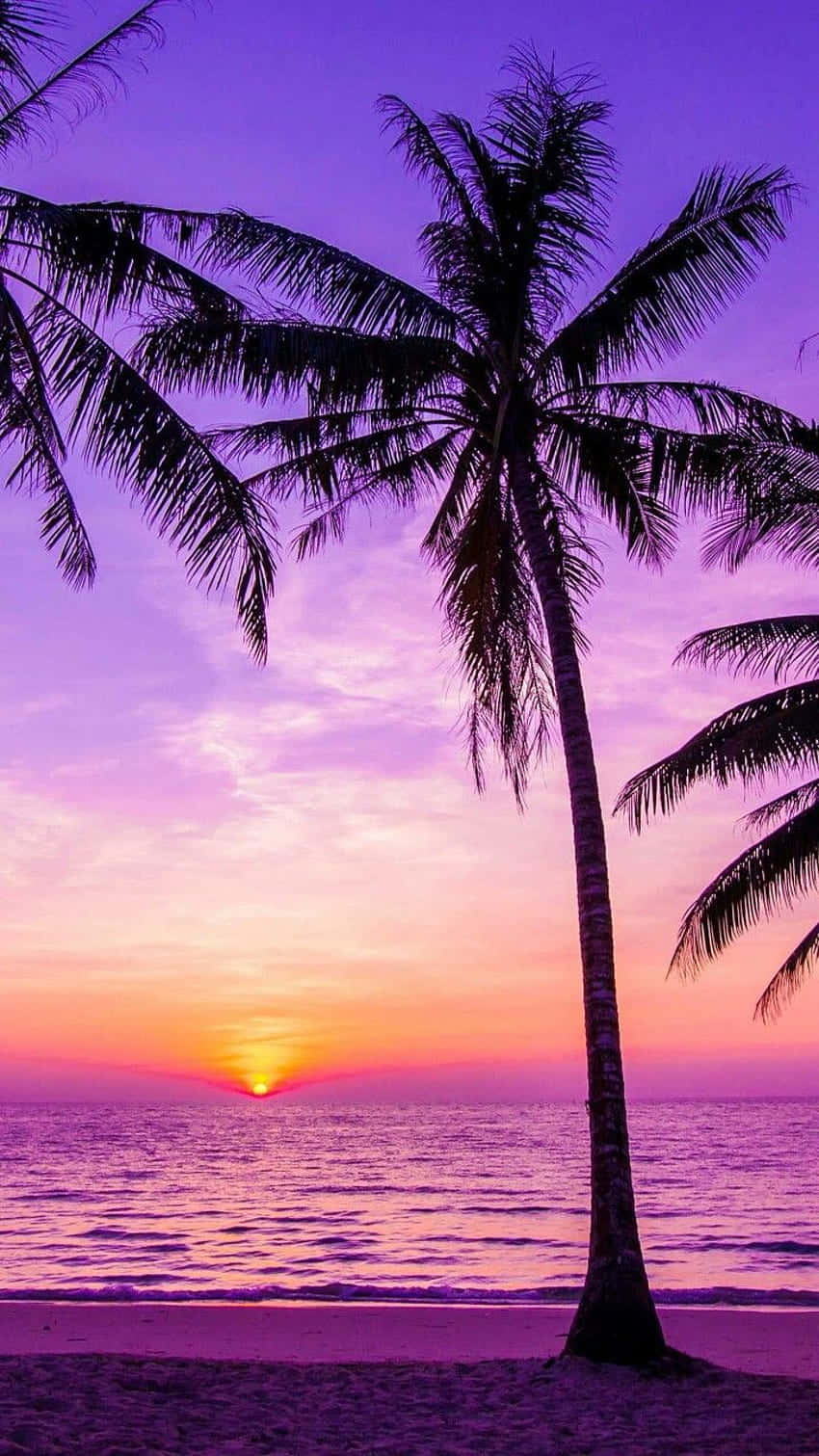 palm tree, purple sky, sunset, HD Phone Wallpaper