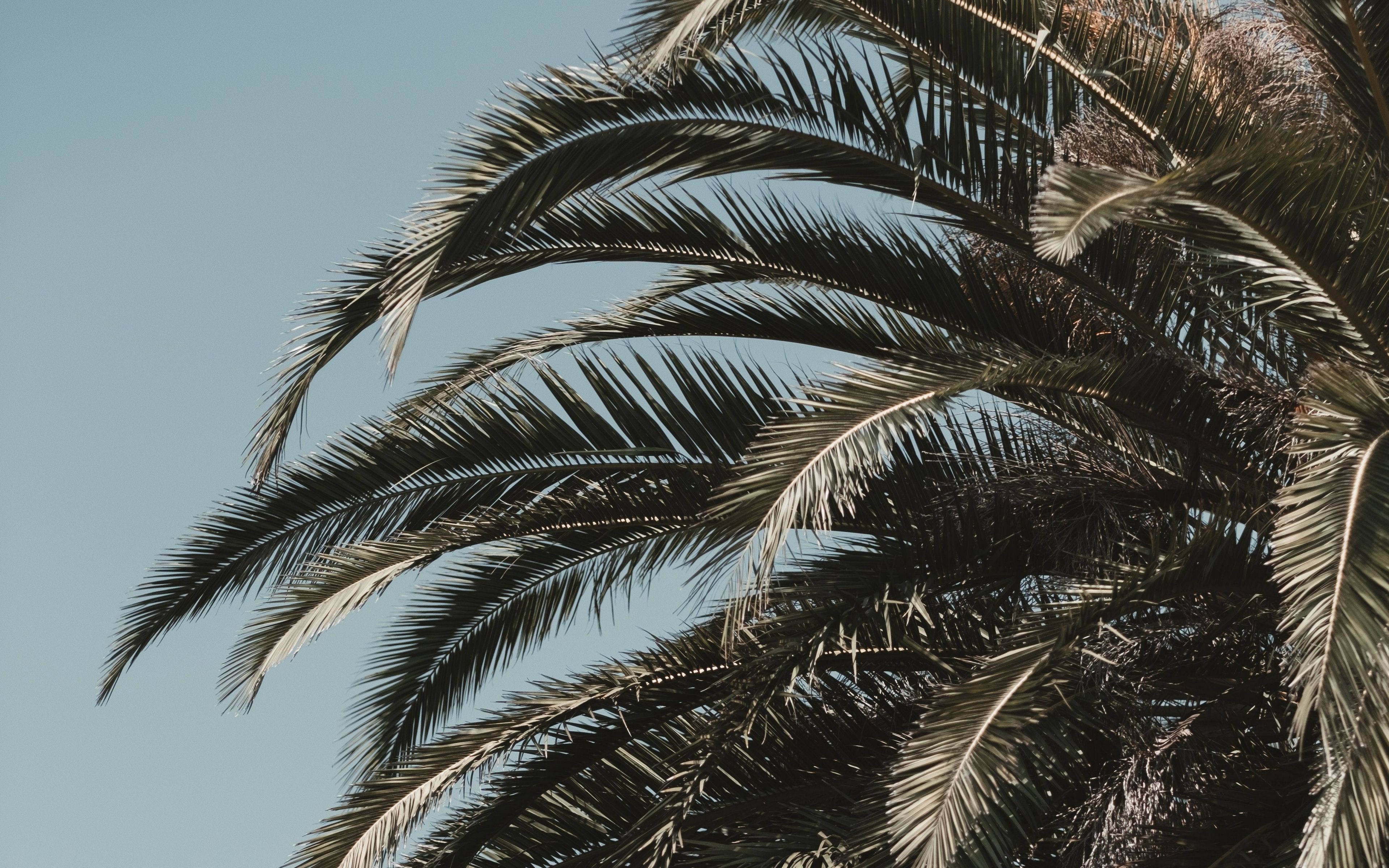 palm tree, leaves, branches, 4K Desktop Wallpaper