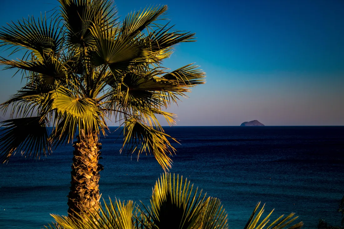 Palm