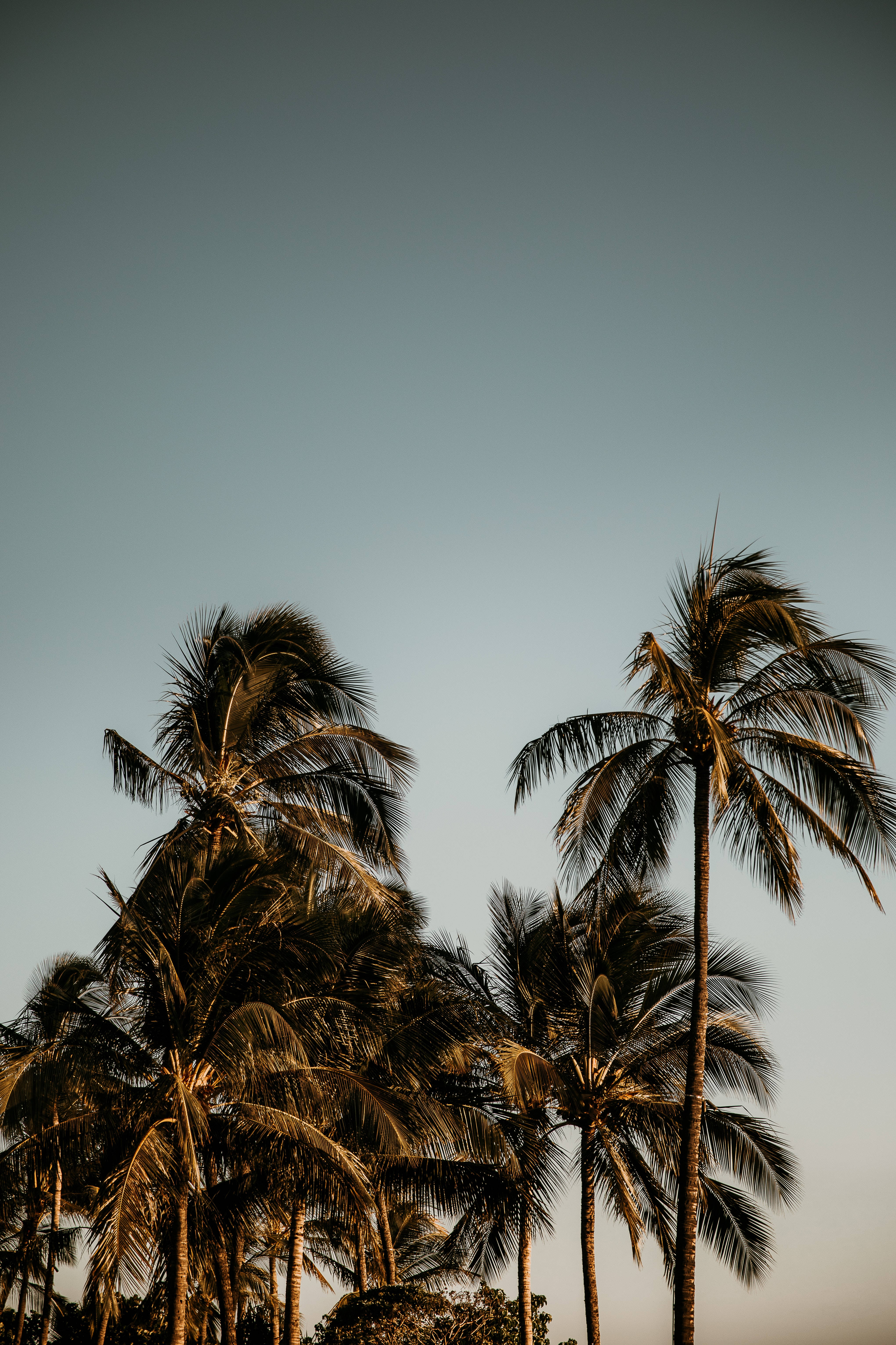 palm trees, dusk, gradient sky, 5K Phone Wallpaper