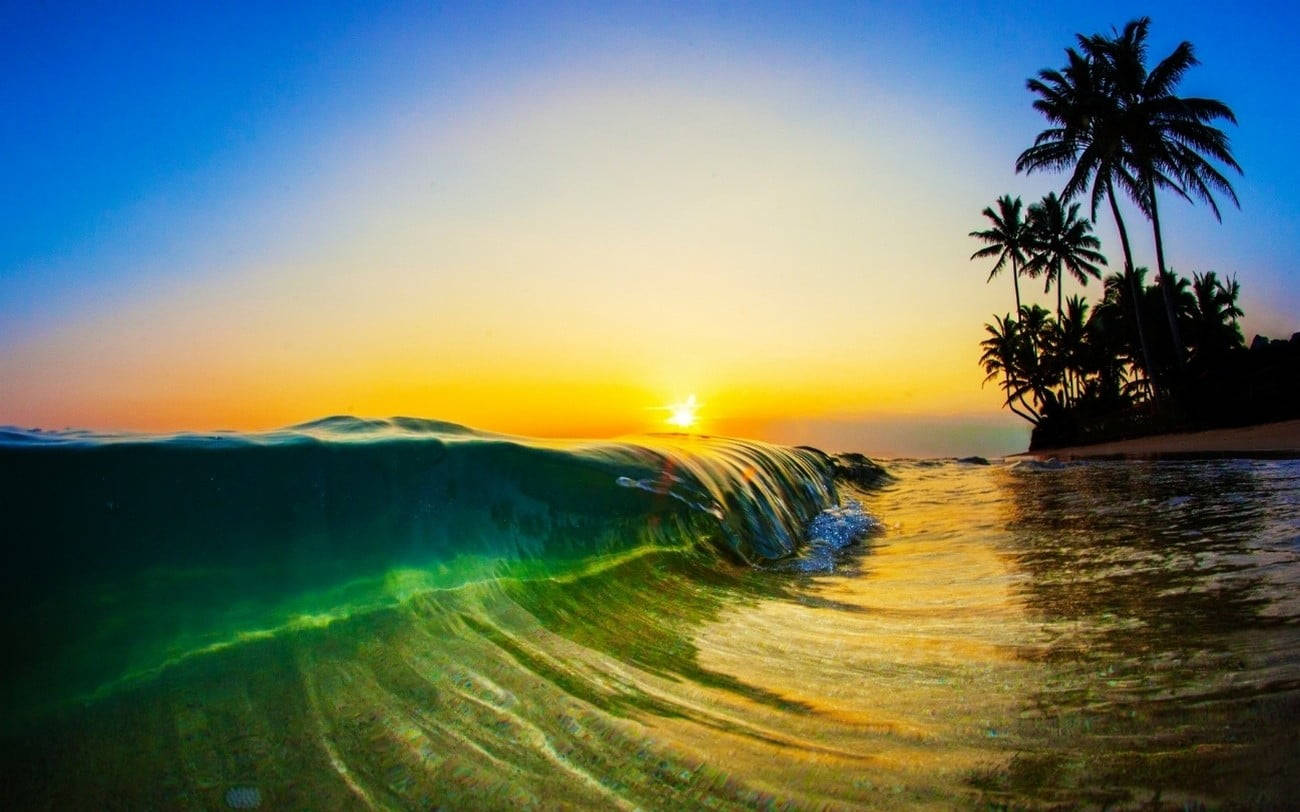 palm tree, sunset, beach, HD Desktop Wallpaper