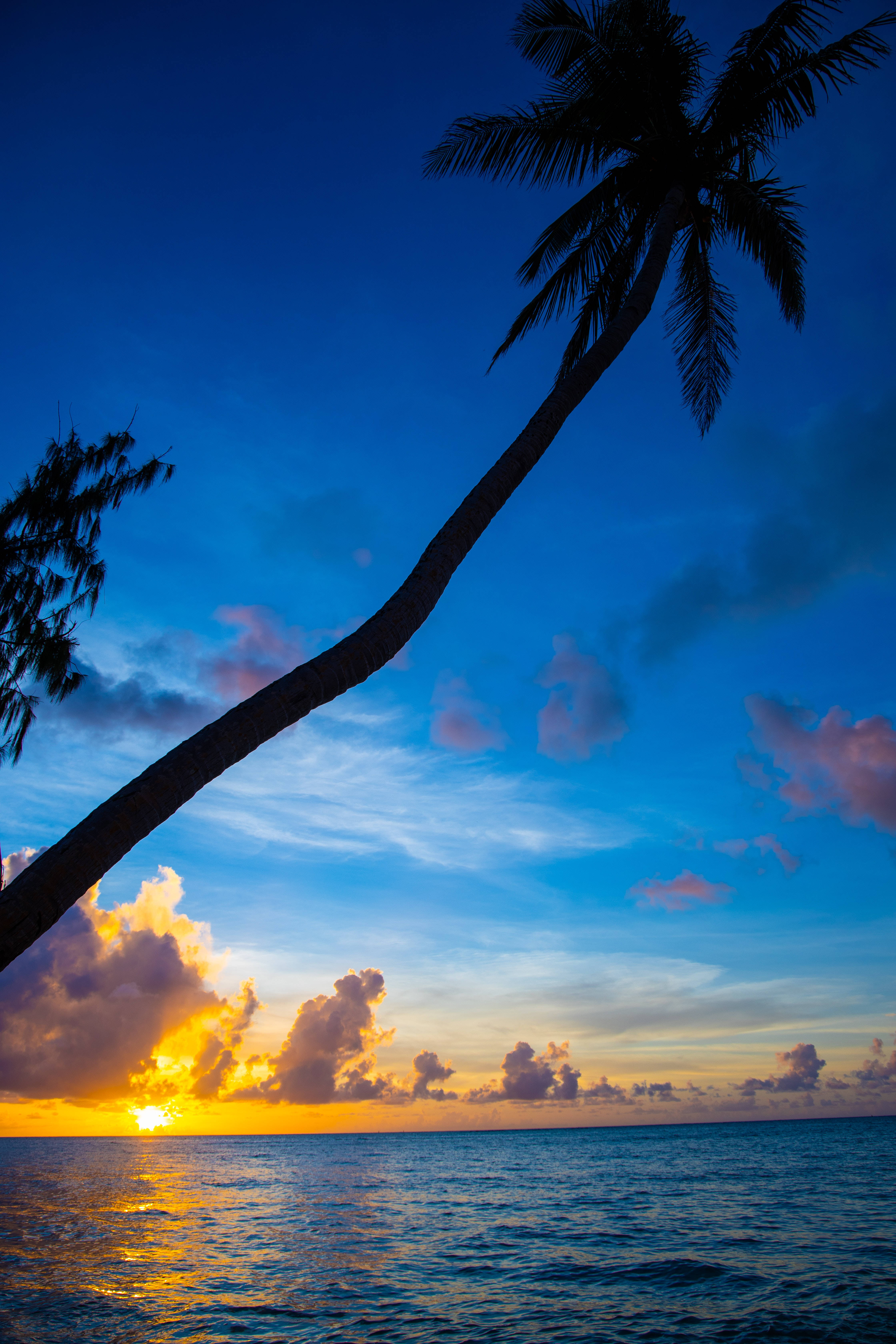 sunset, palm tree, beach, 5K Phone Wallpaper