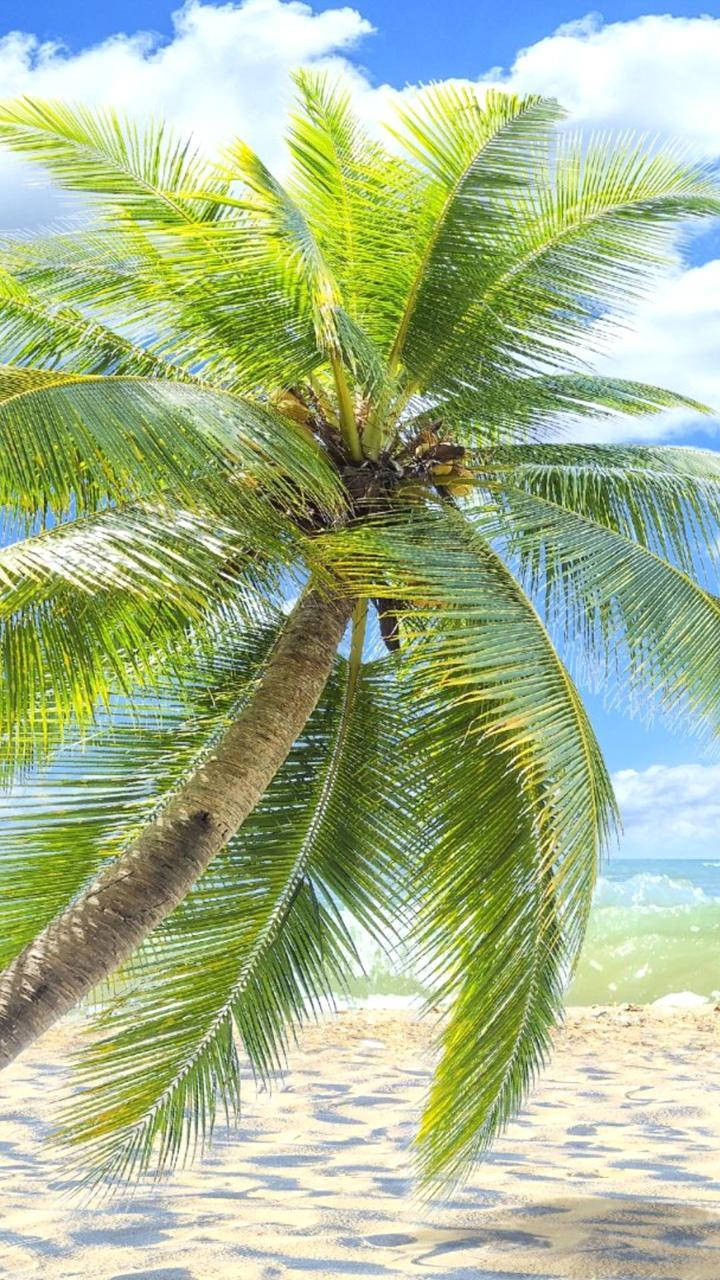 palm tree, golden sand, turquoise ocean, HD Phone Wallpaper