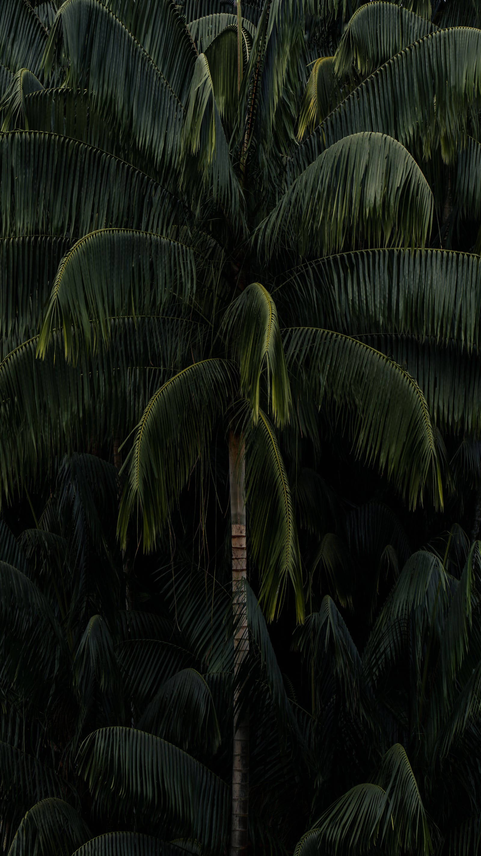 looming tall palm tree, dark green fronds, moody twilight lighting, 2K Phone Wallpaper