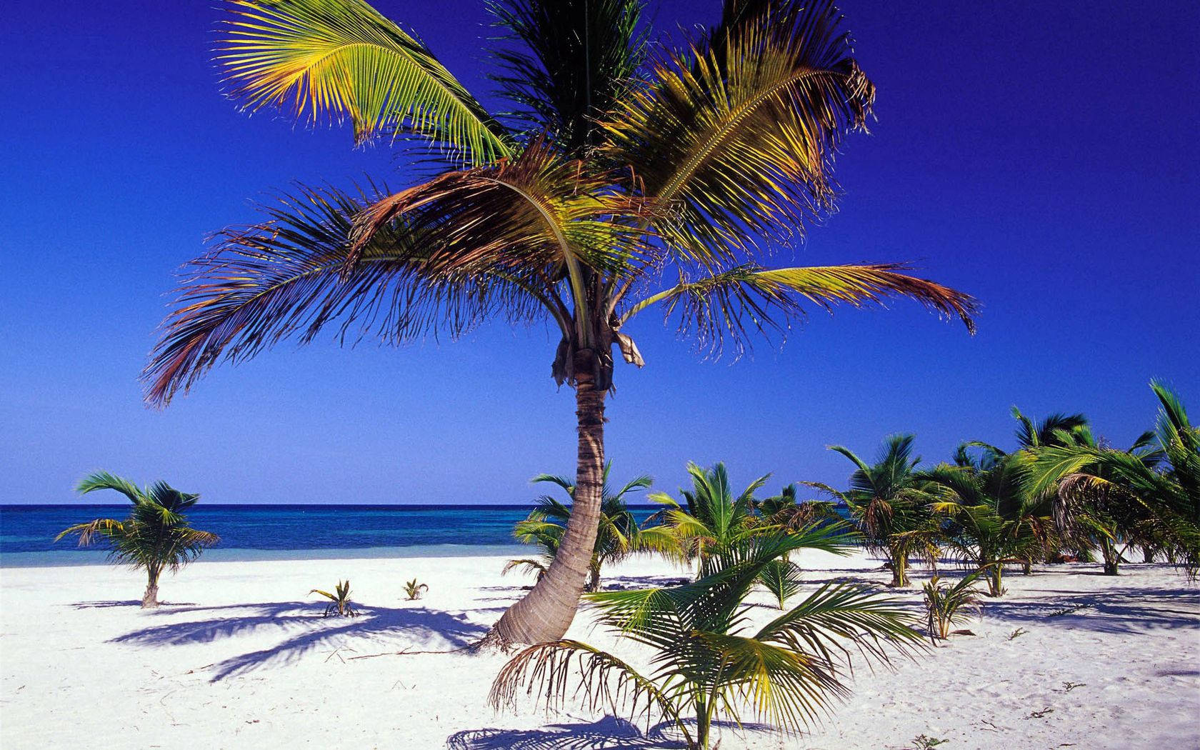 palm tree, white beach, blue sky, HD Desktop Wallpaper