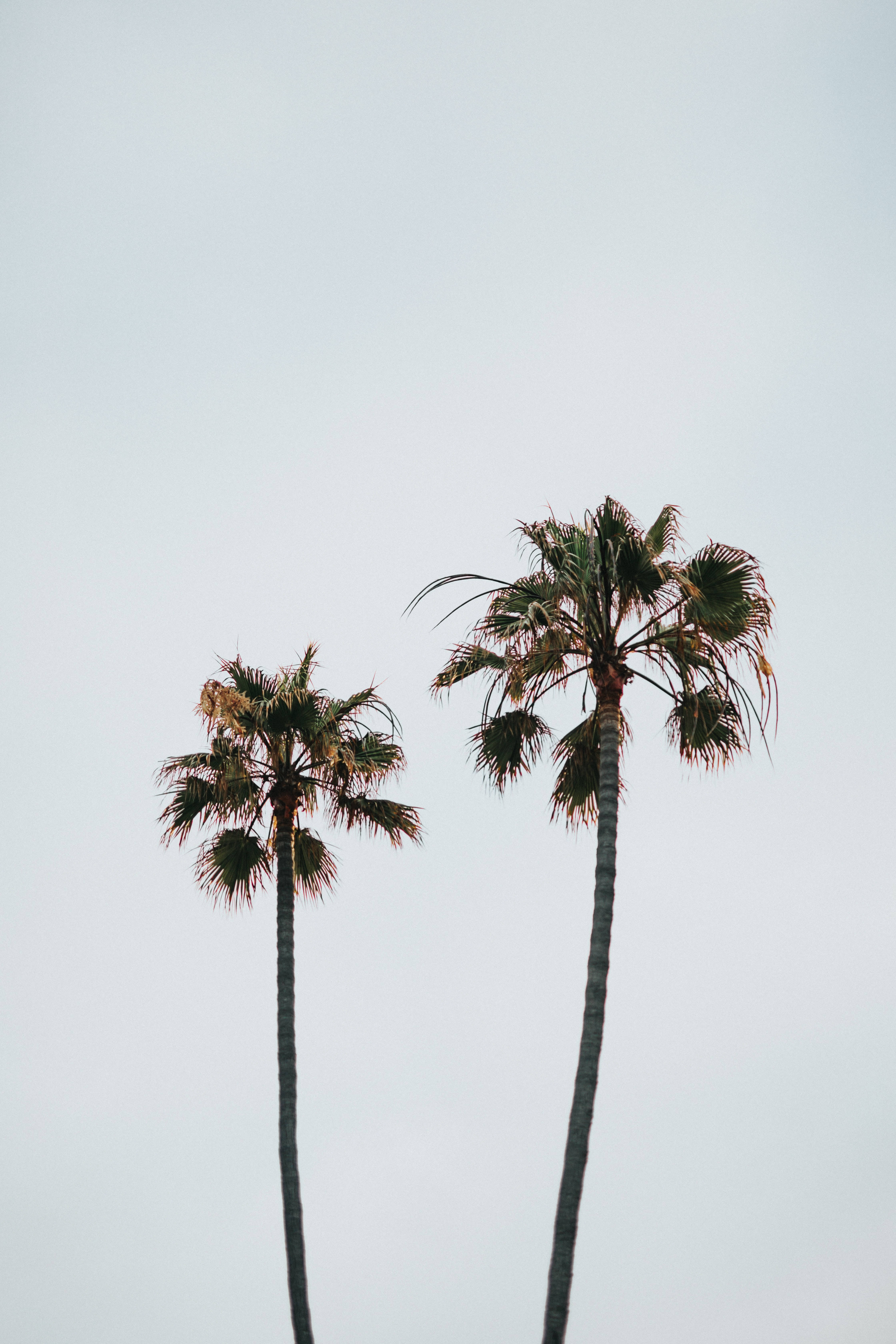palm tree, pale overcast sky, fronds, 5K Phone Wallpaper